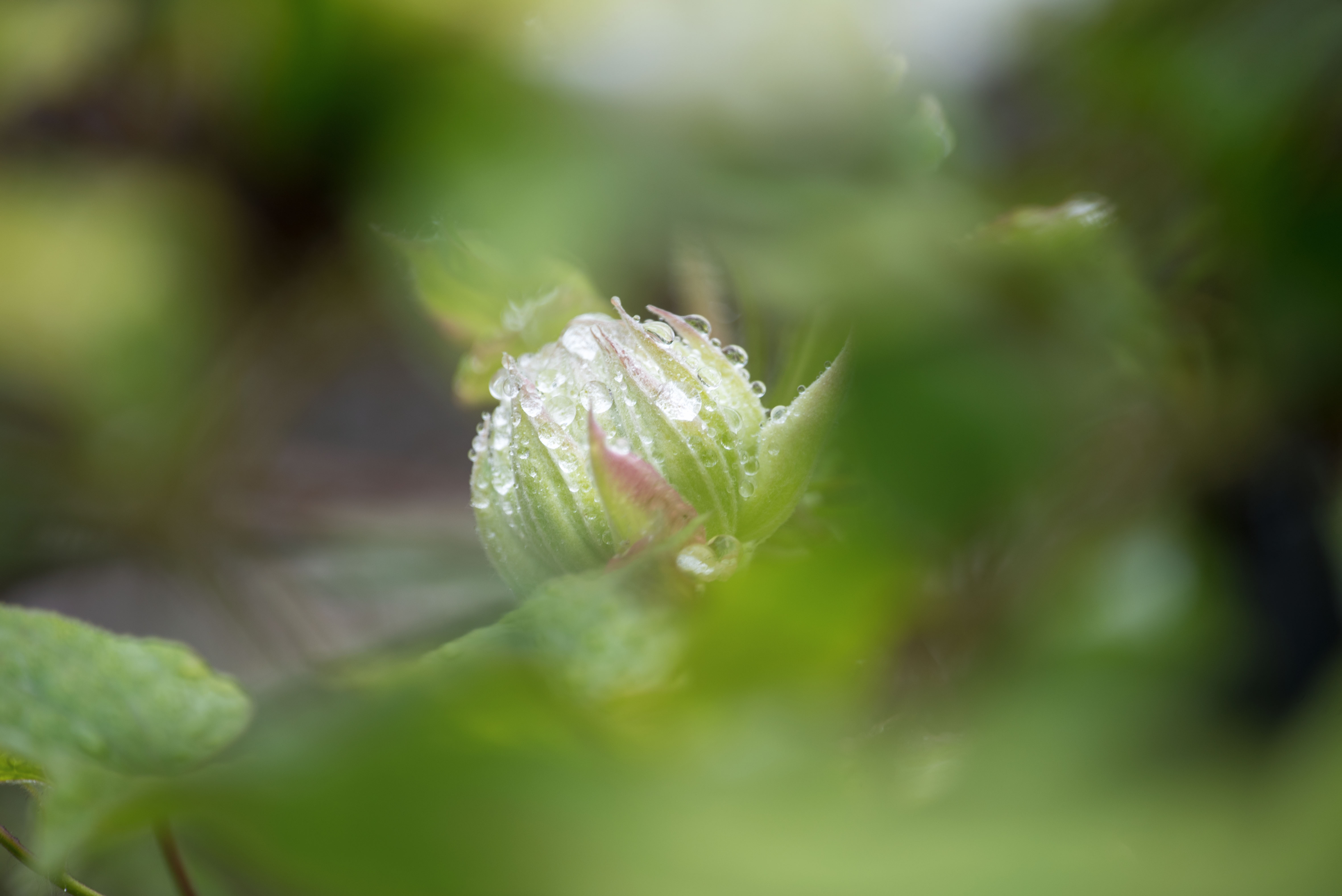 (首发)含苞待放的铁线莲