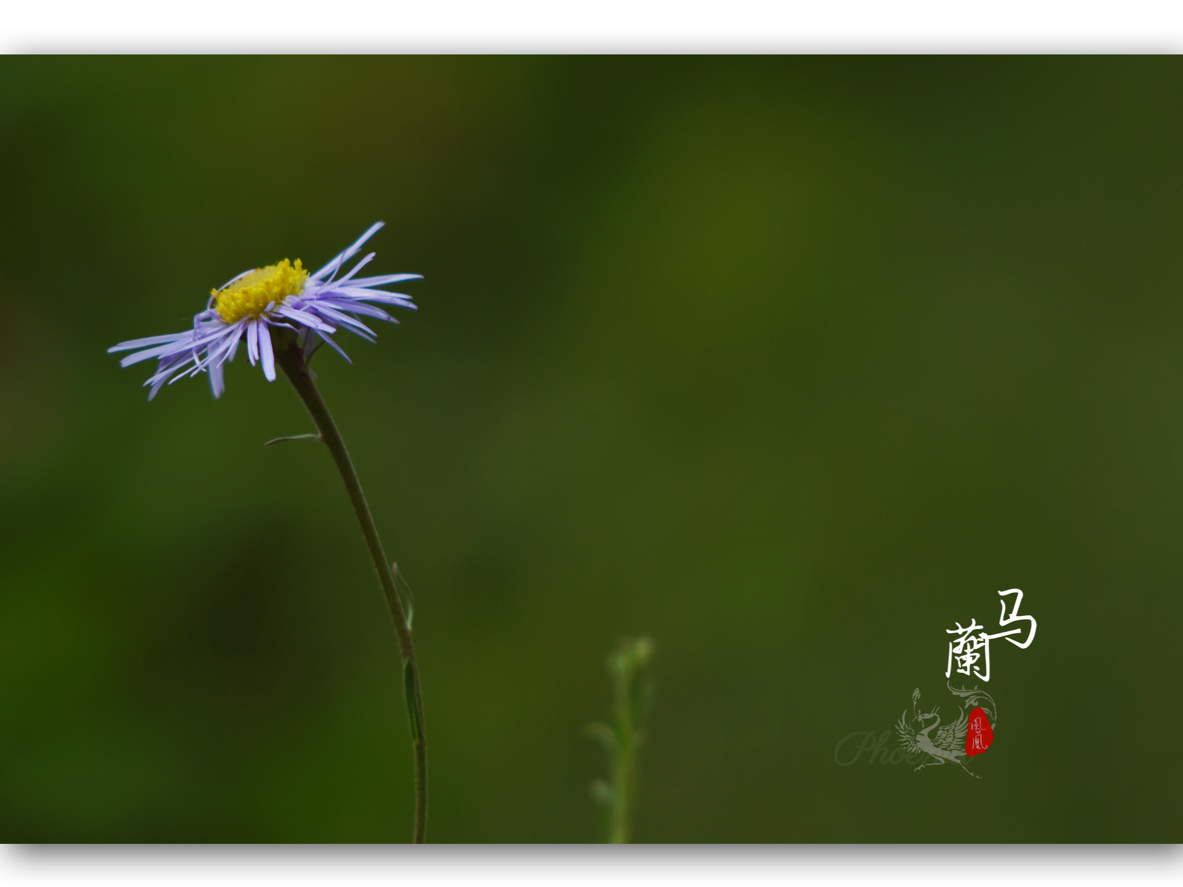 野花.菊科马兰花[首发]