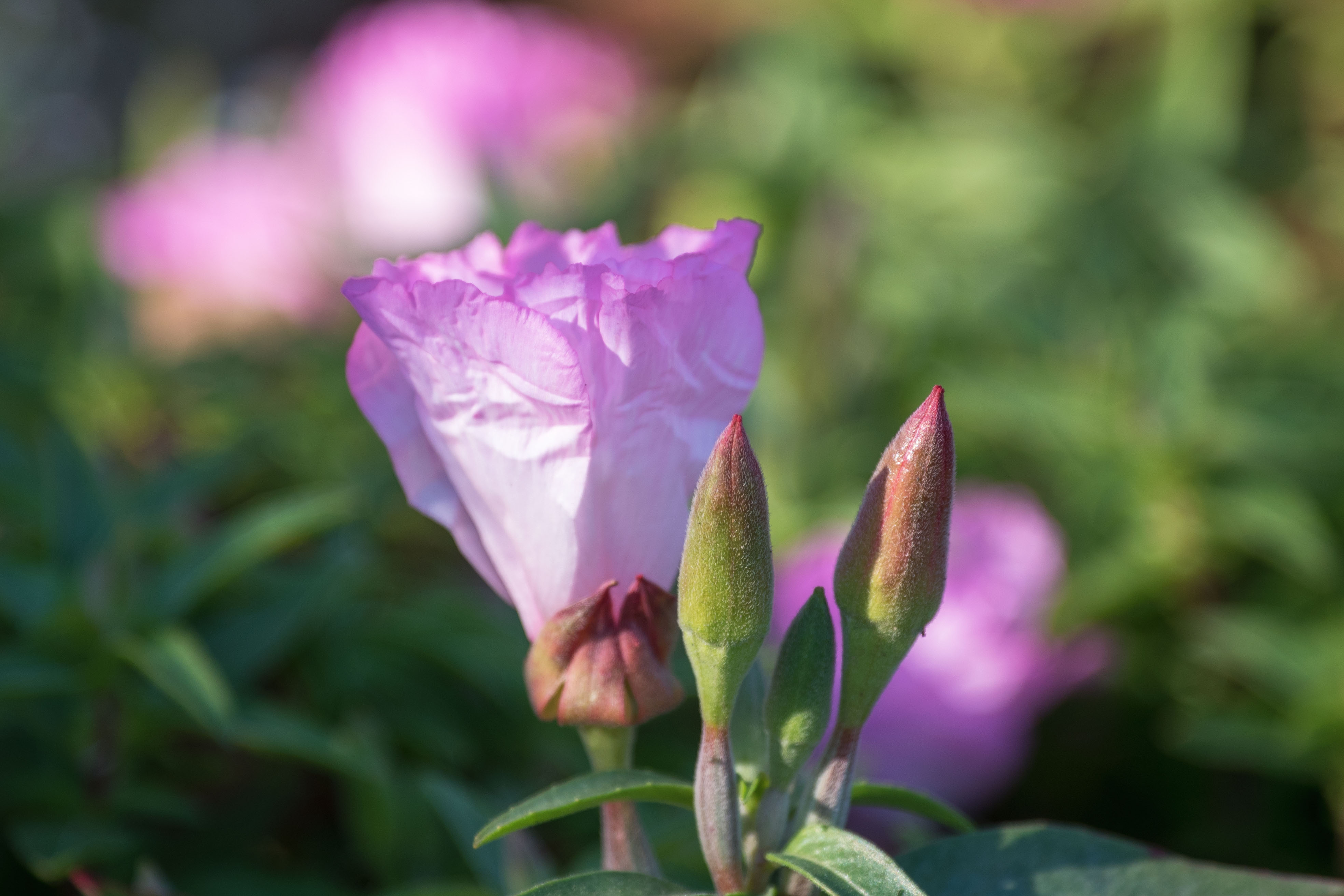 (首发)古代稀花