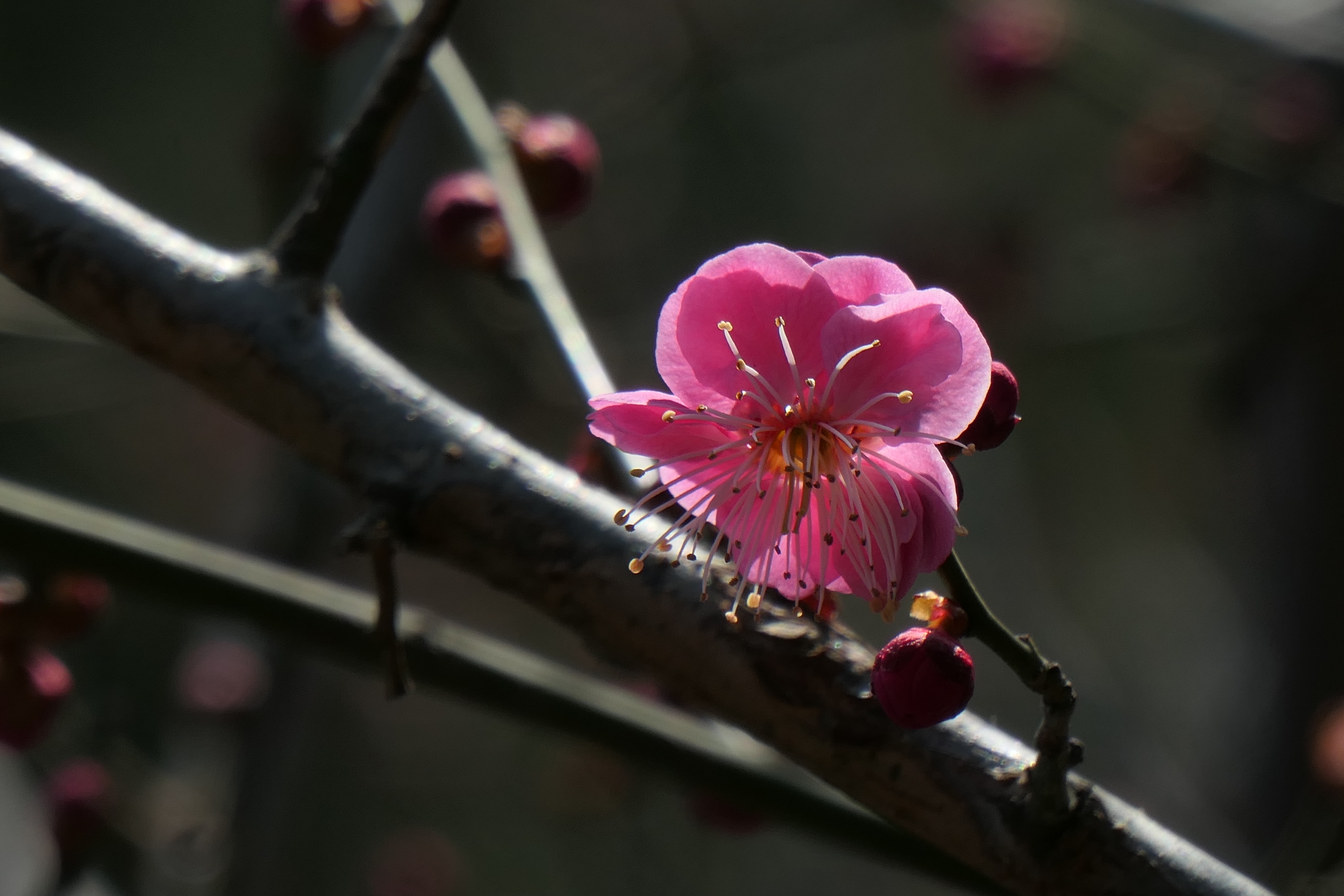 赏梅花