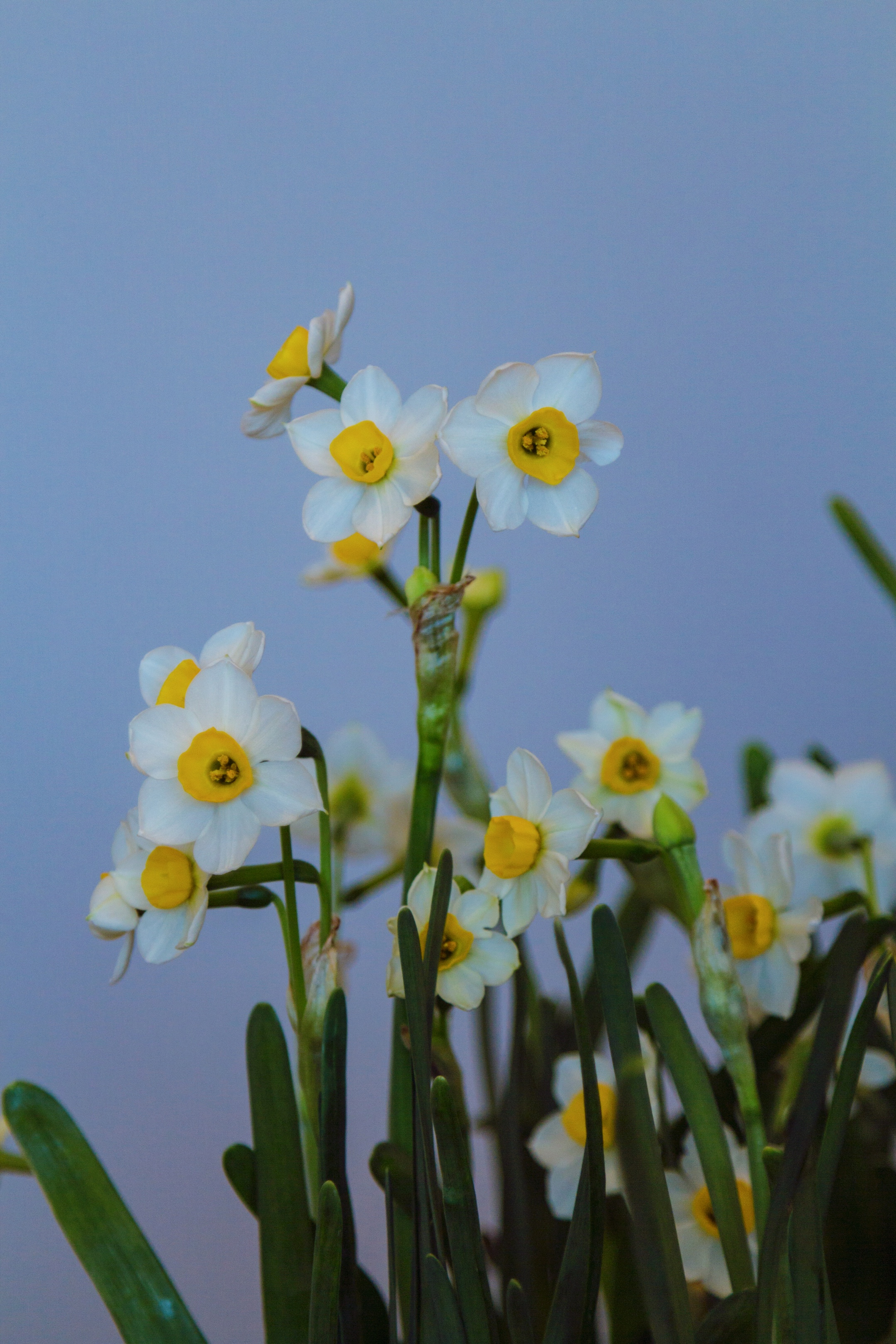 冰肌玉骨水仙花【首发】