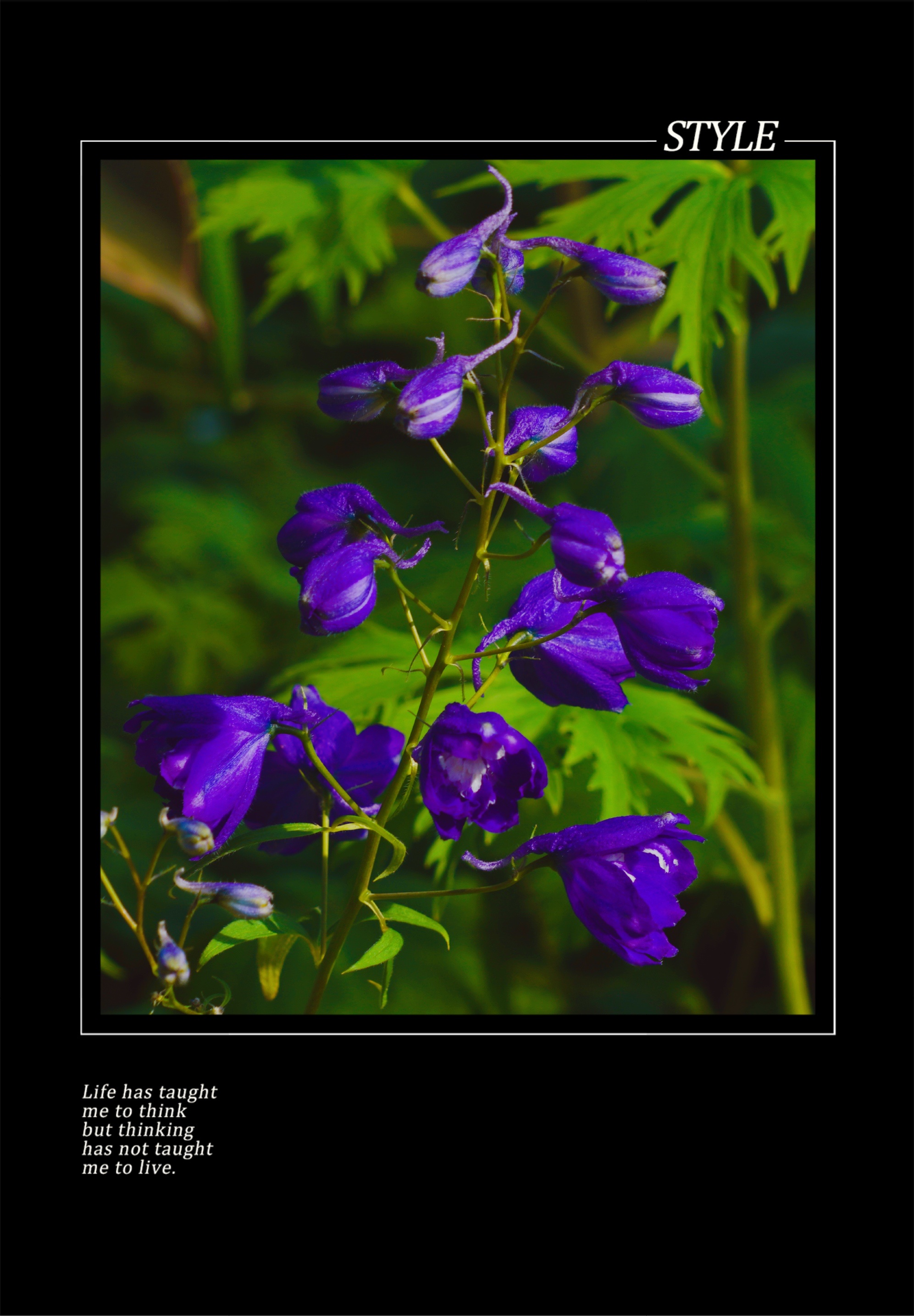 高翠雀花(首发)