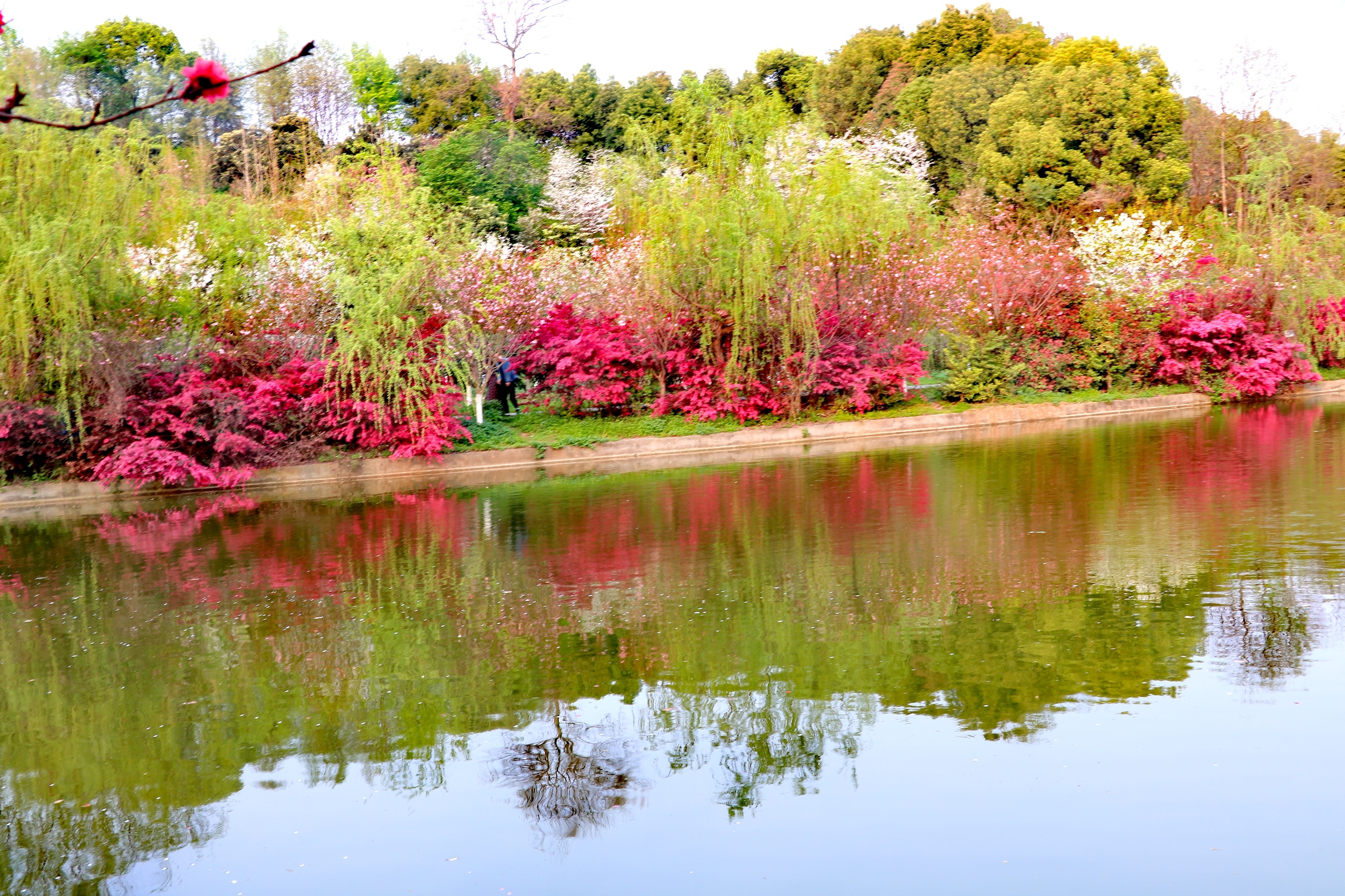 桃花溪"三峡大学"