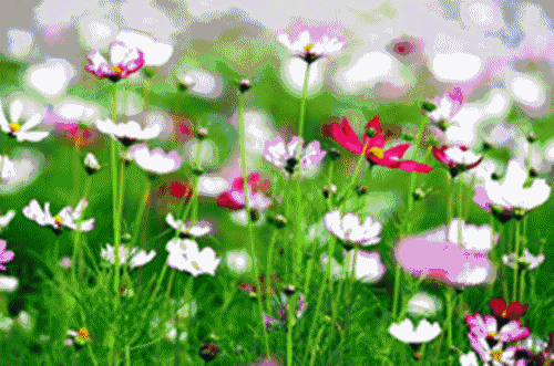 500_331gif 动态图 动图