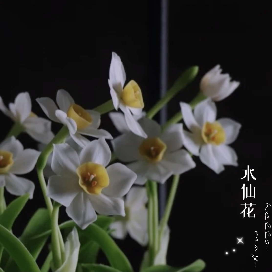 【原创首发】最美水仙花