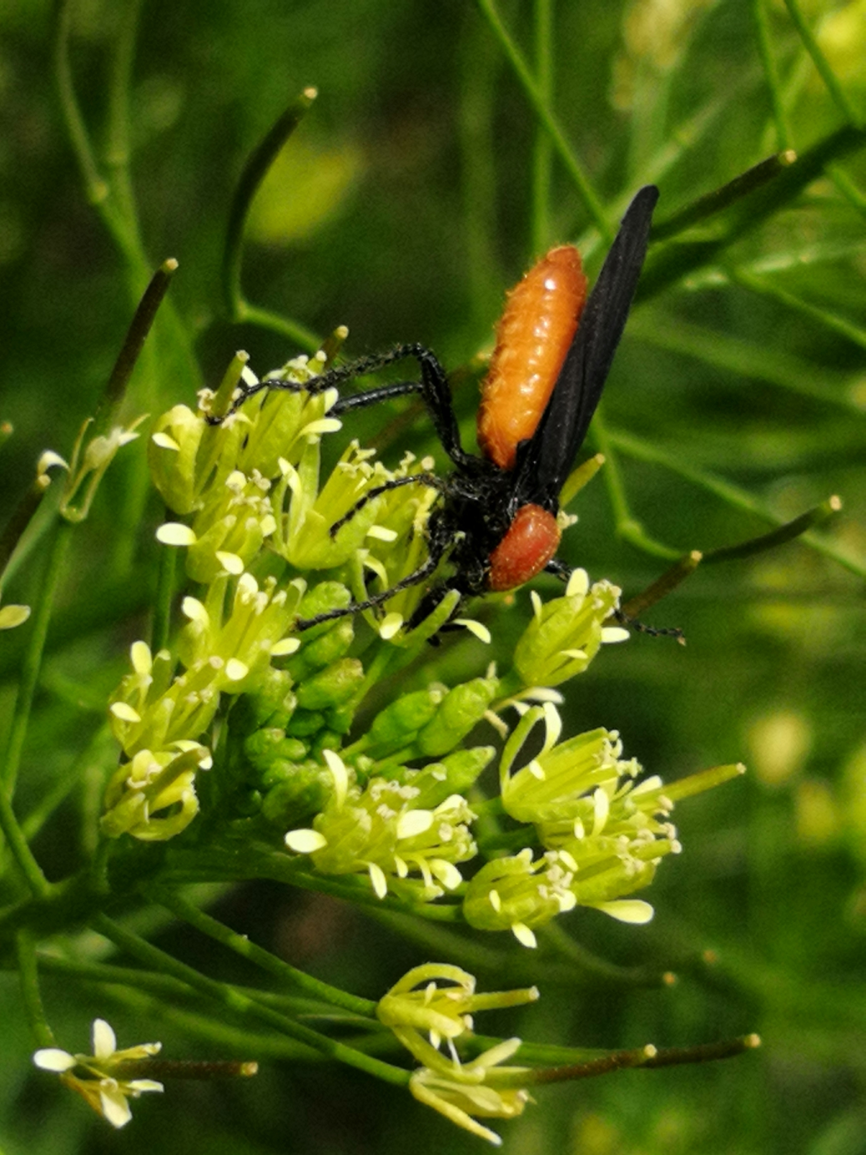 【原创首发】野茴香上跳舞的小昆虫