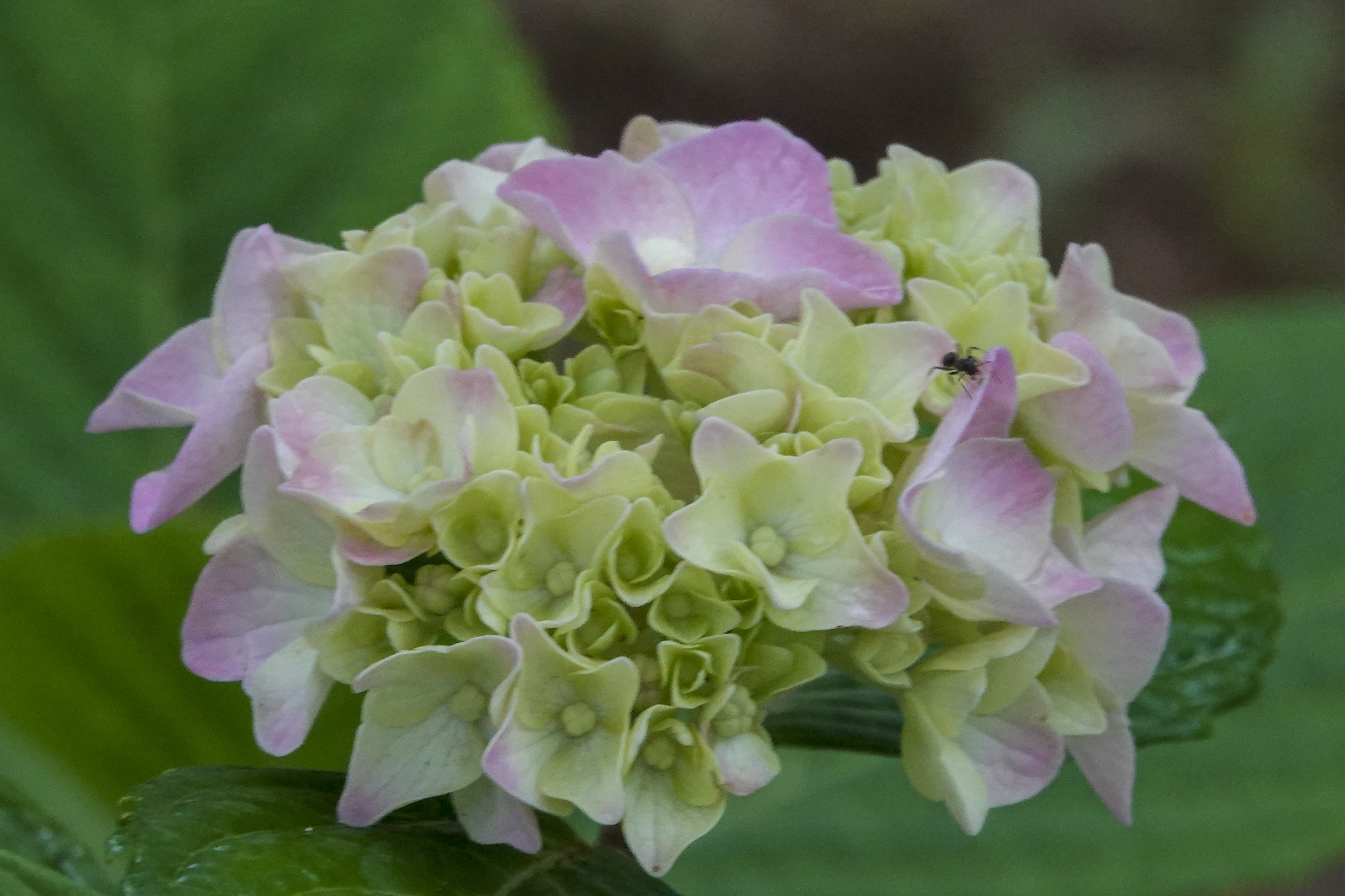 5毫米.花期6-8月 别名:八仙花,粉团花,草绣球,紫绣