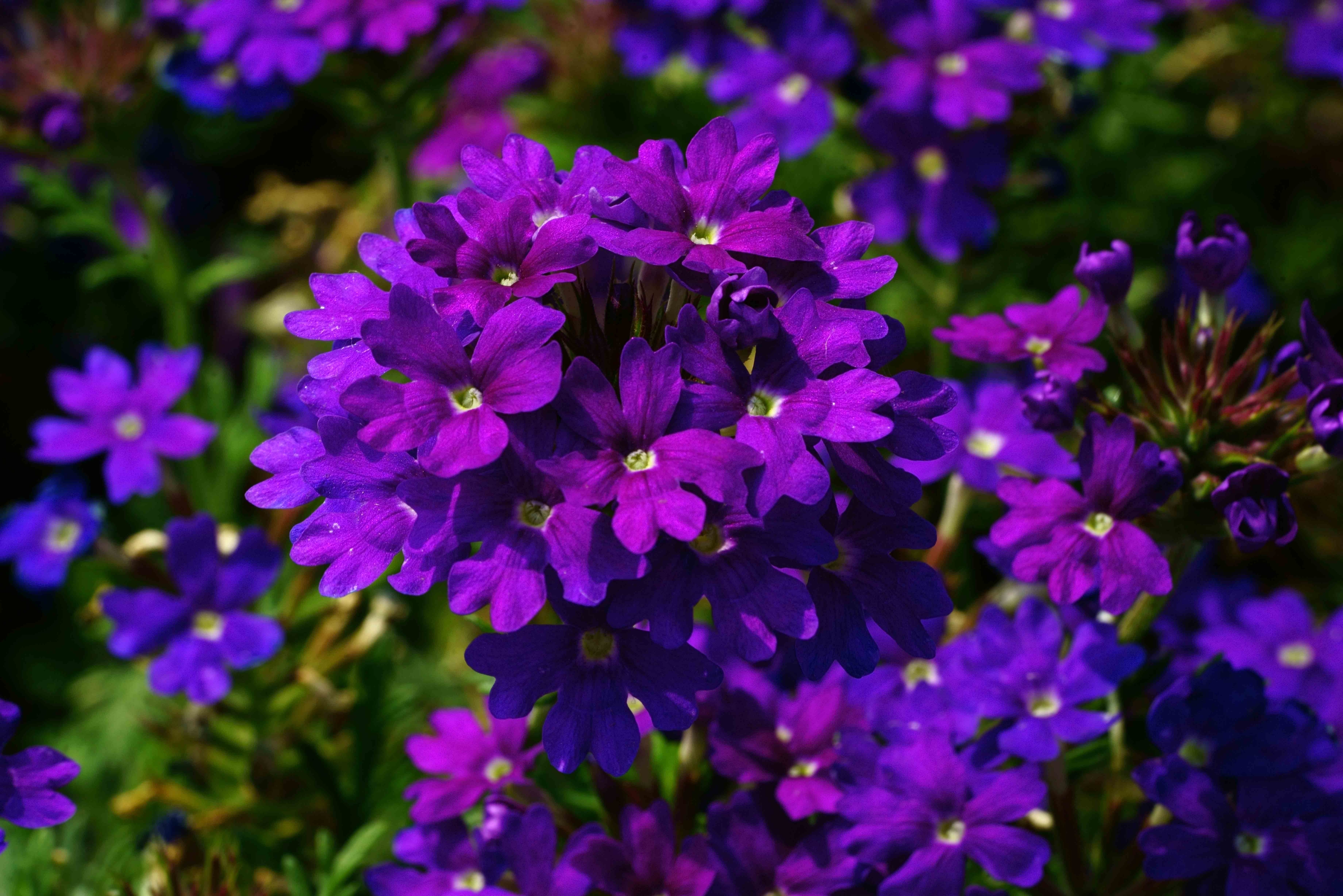 赏花季紫花美女樱