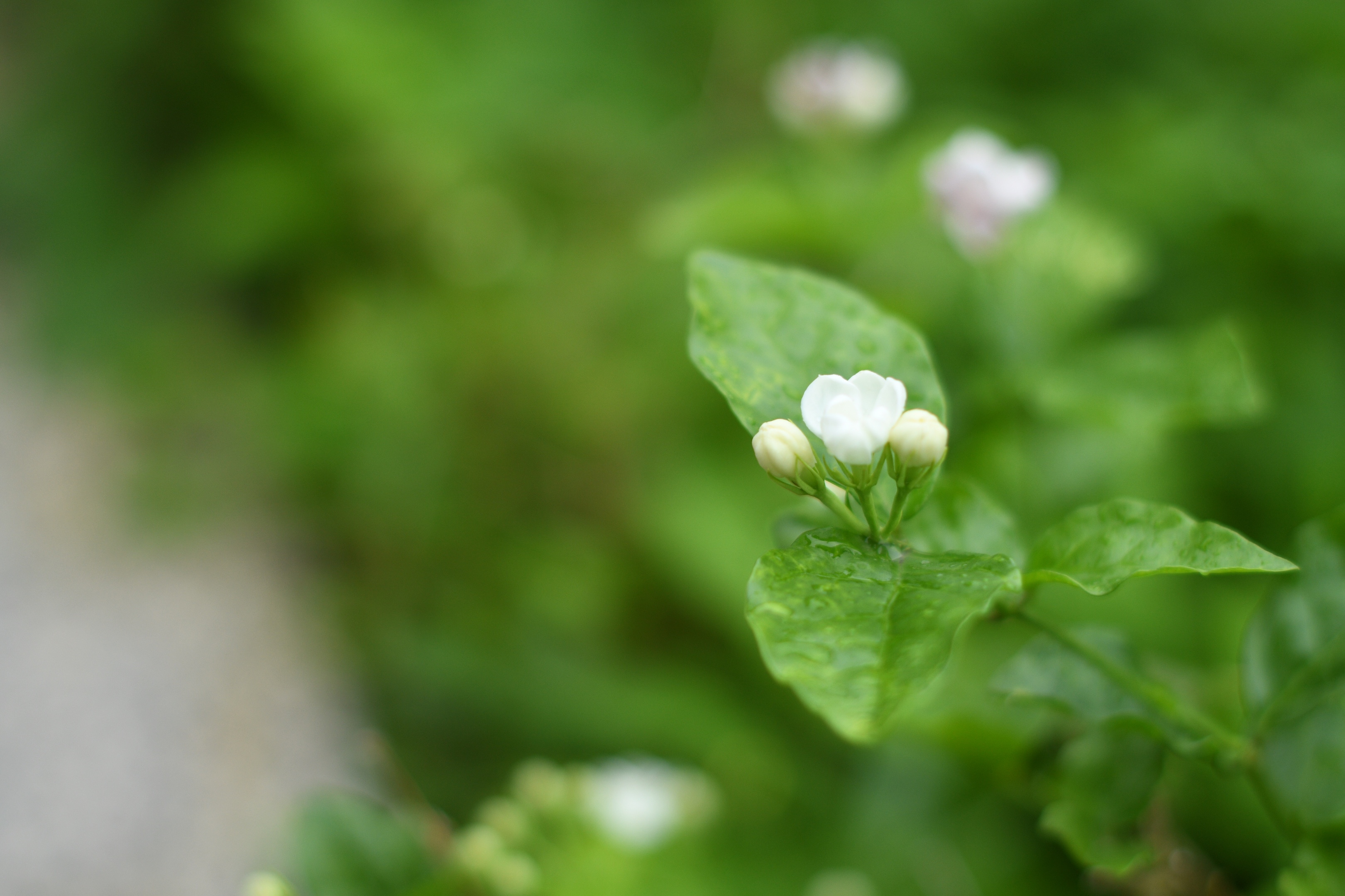 清香淡雅茉莉花(首发)