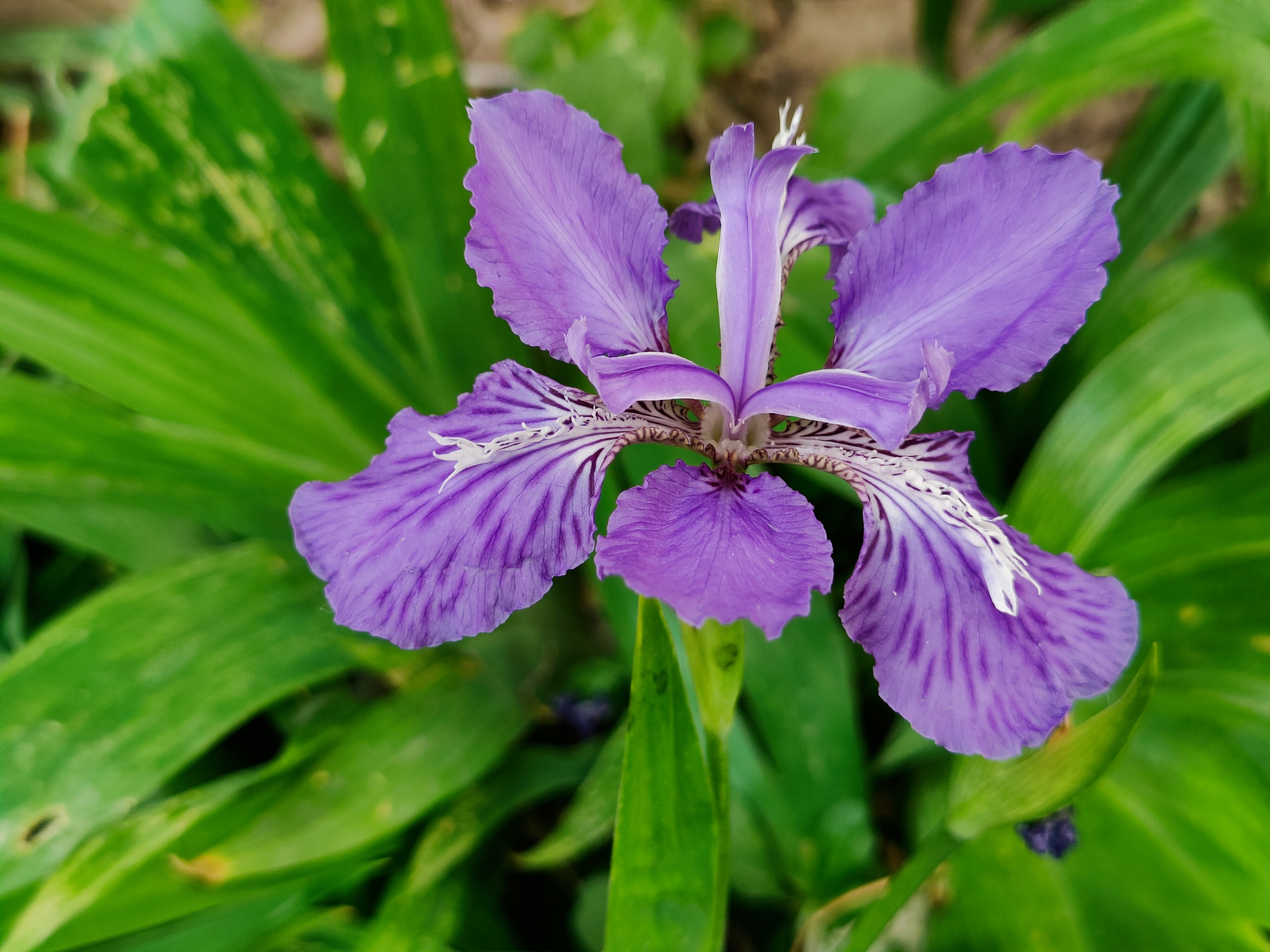 鸢尾花首发