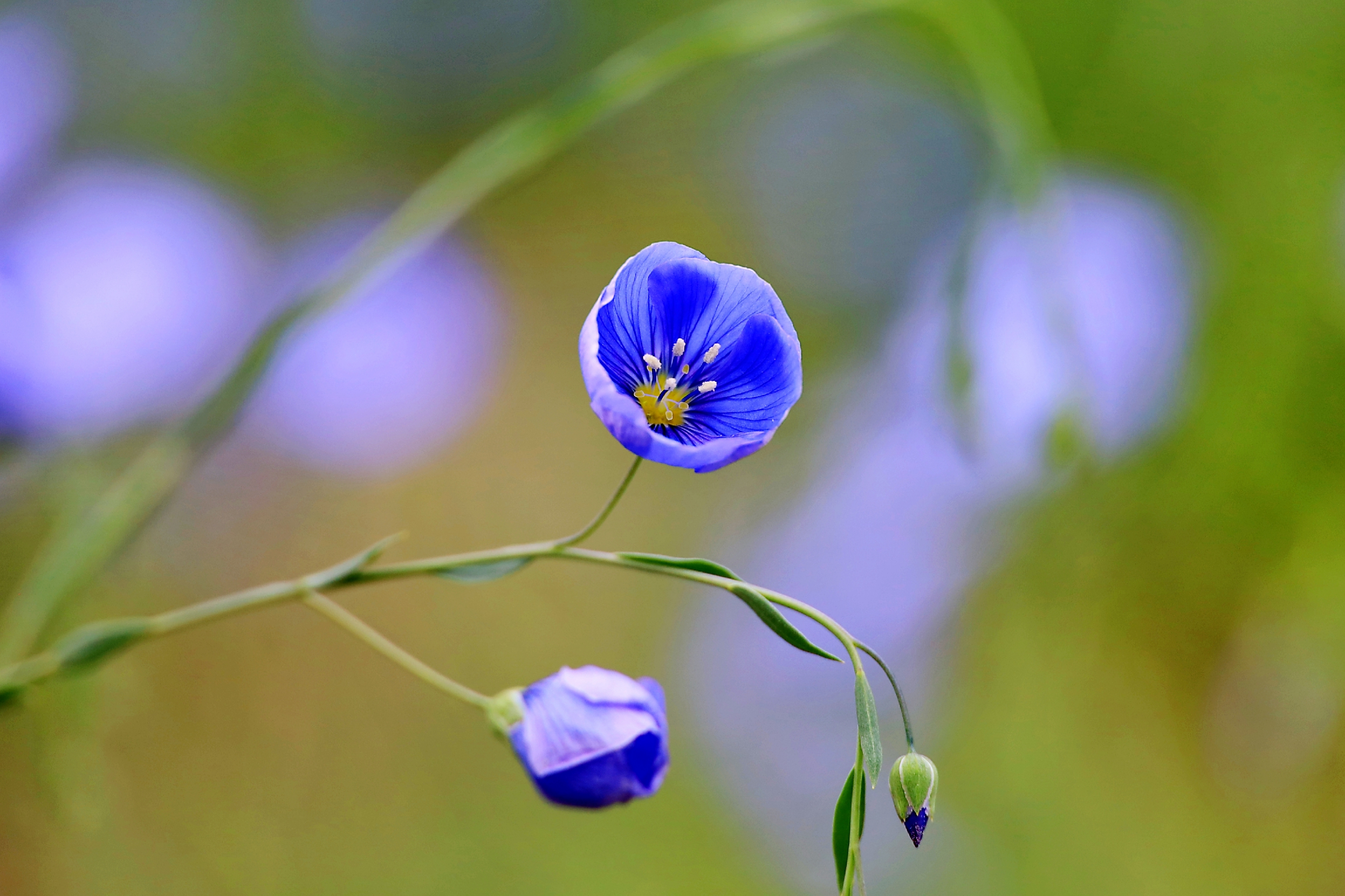 【首发】蓝花亚麻(2)