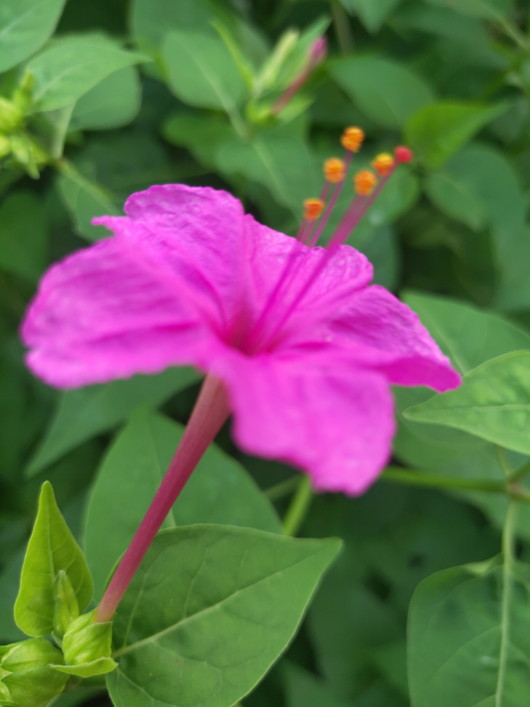 [首发]胭脂花