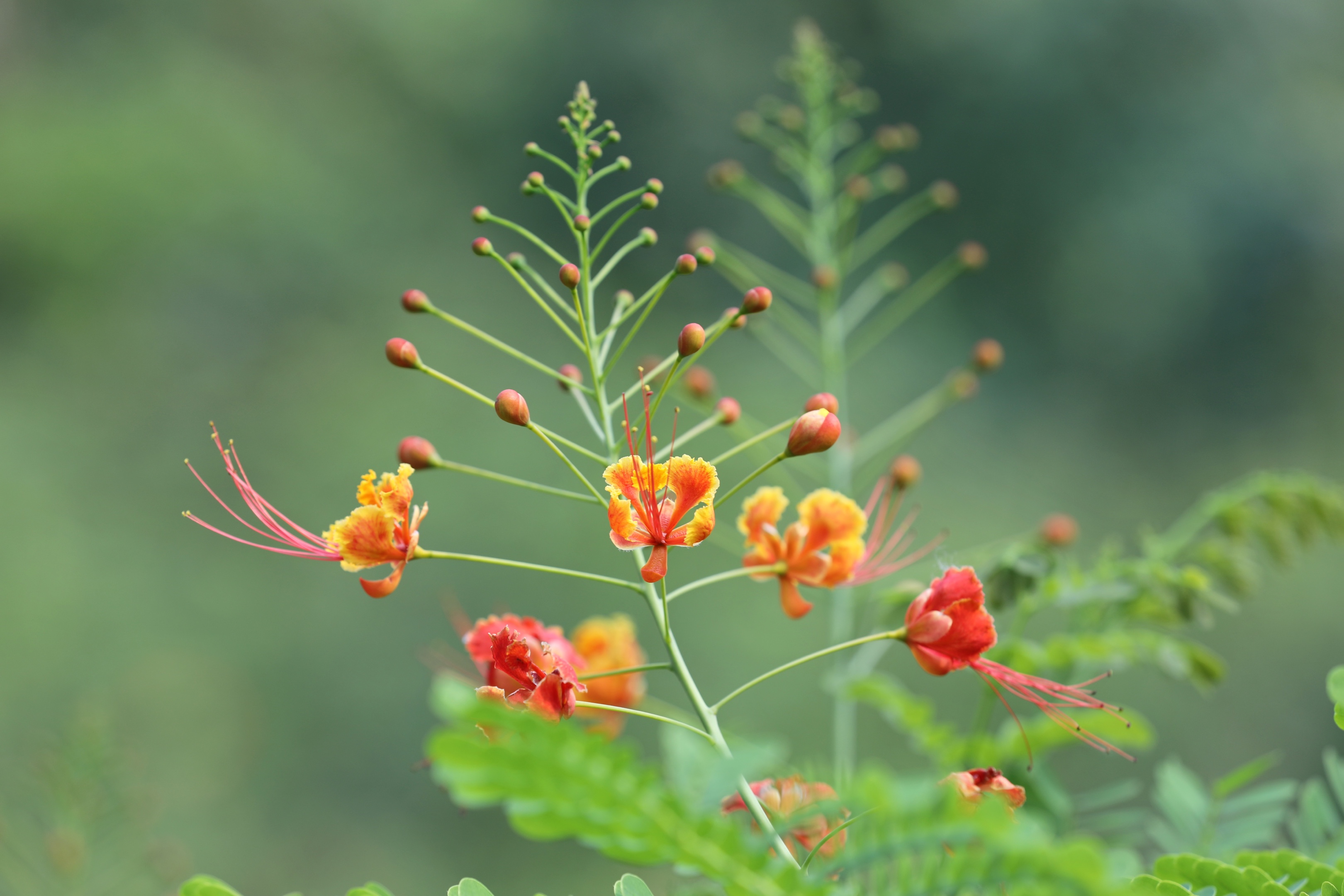 首发繁花似锦金凤花