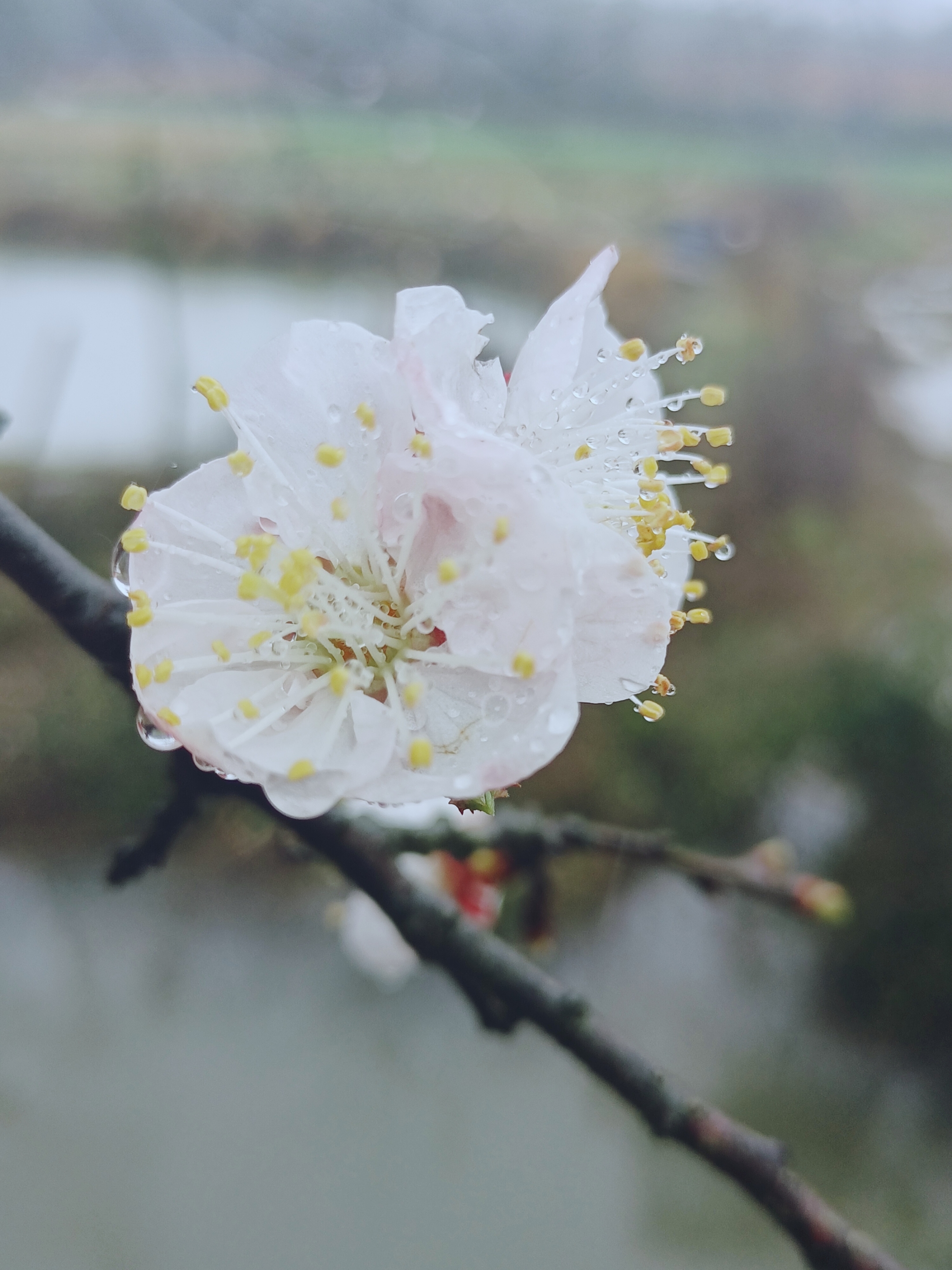 【摄影首发】雨中杏花