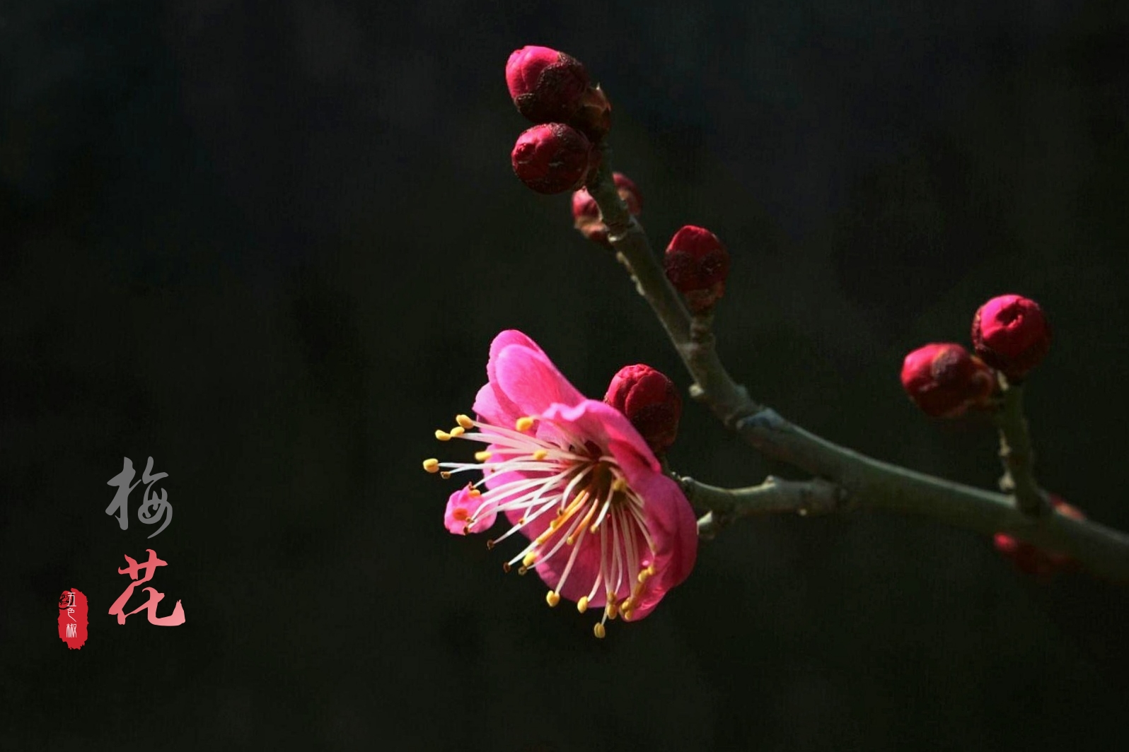 最美分享·梅花