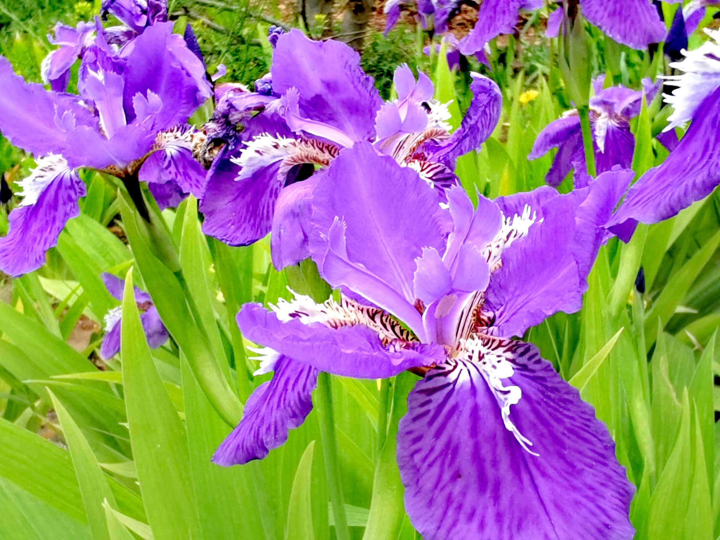 【首发】黄菖蒲和紫色的鸢尾花放一块,真是太养眼了!