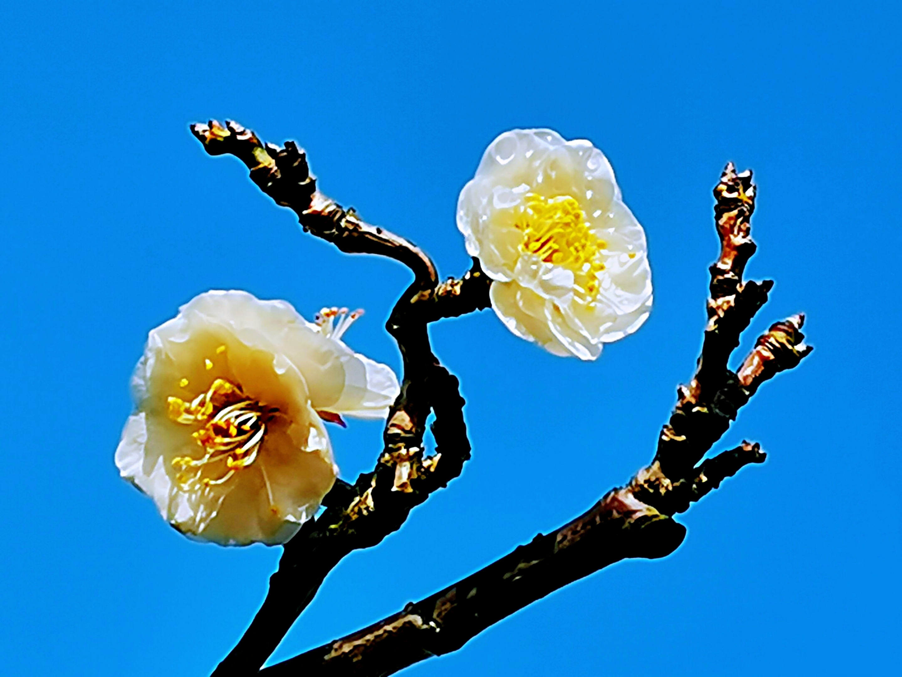玉蝶龙游梅,简称龙游梅,是梅花的一个特殊品种,也是梅花中的珍品.