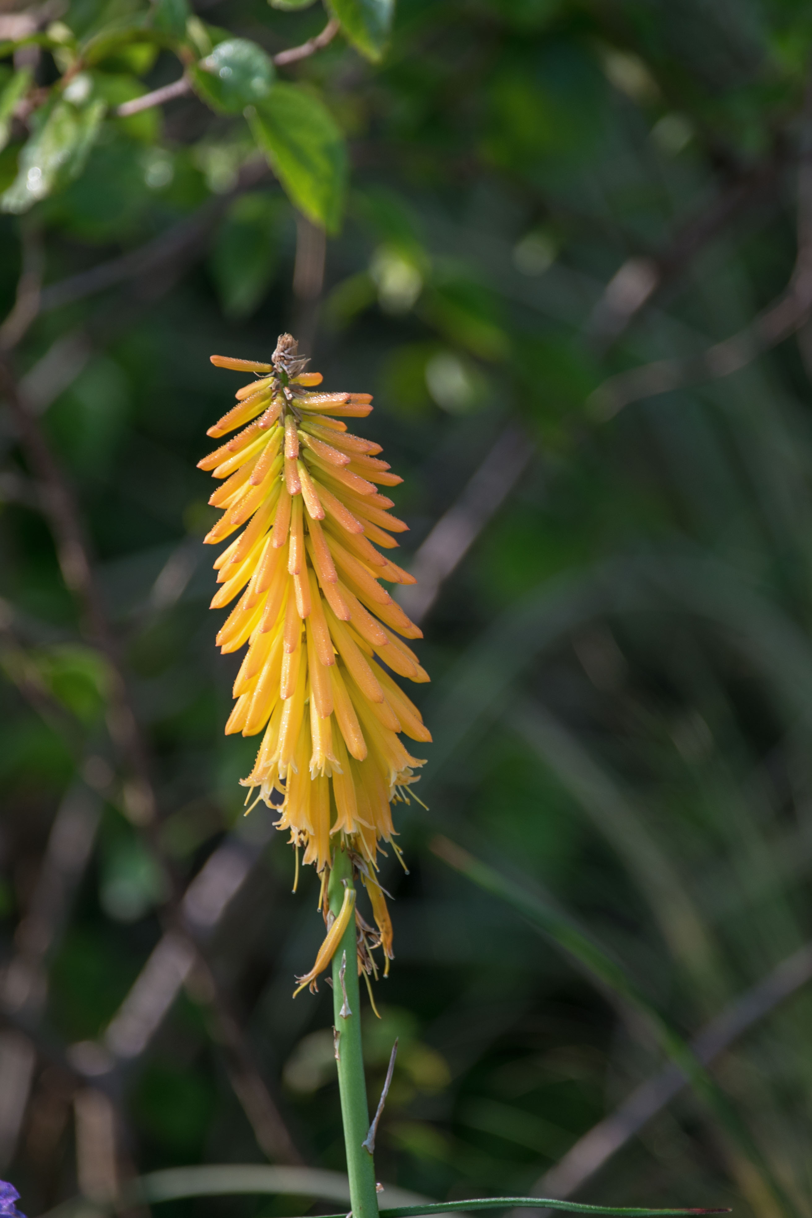 首发火炬花