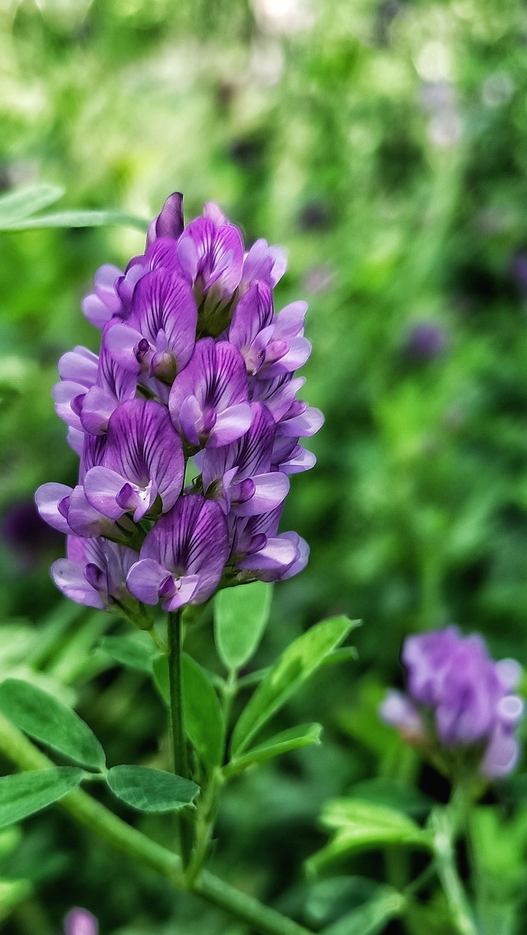 紫苜蓿图片_植物风景的紫苜蓿图片大全 - 花卉网