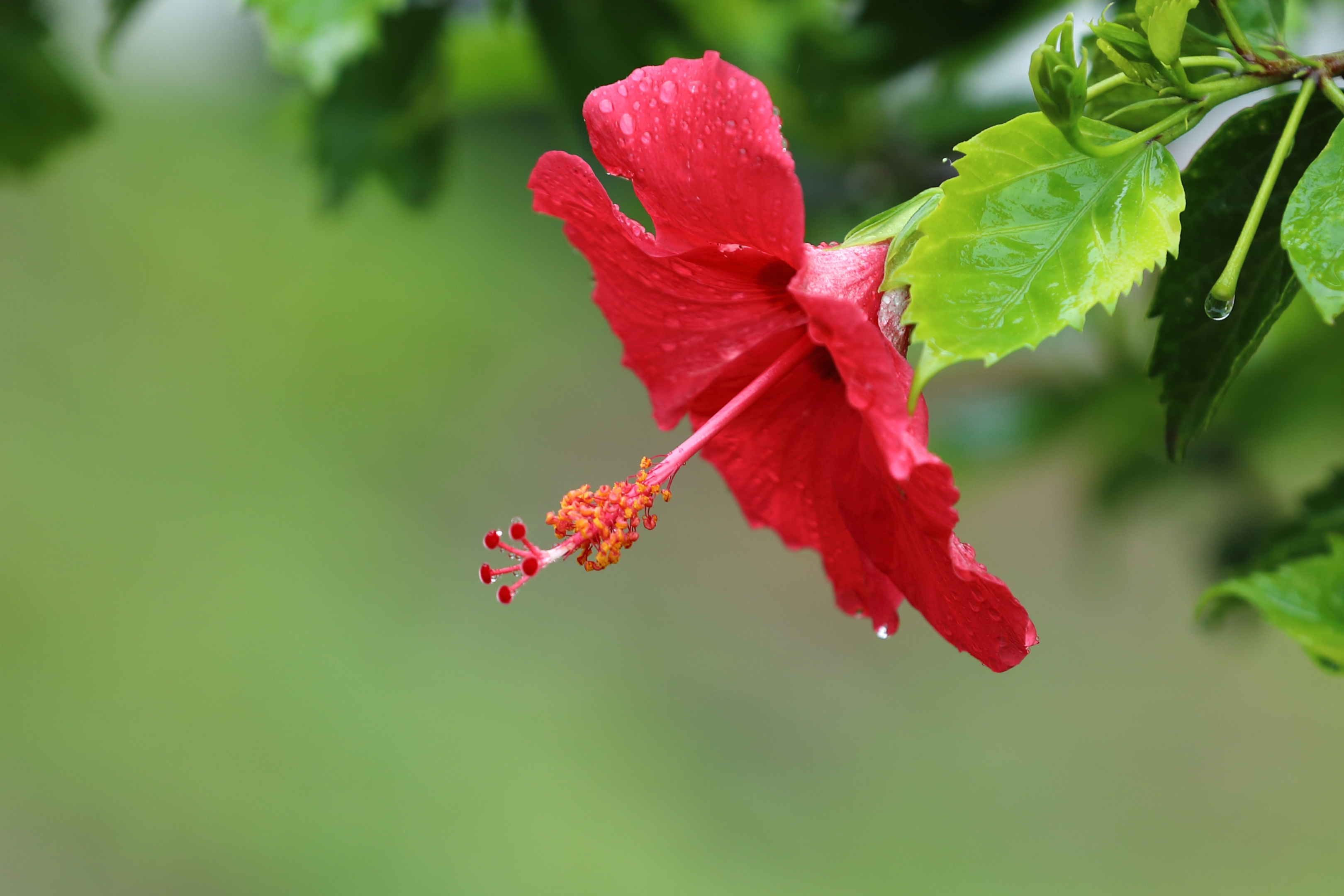 雨后,扶桑花【摄影首发】