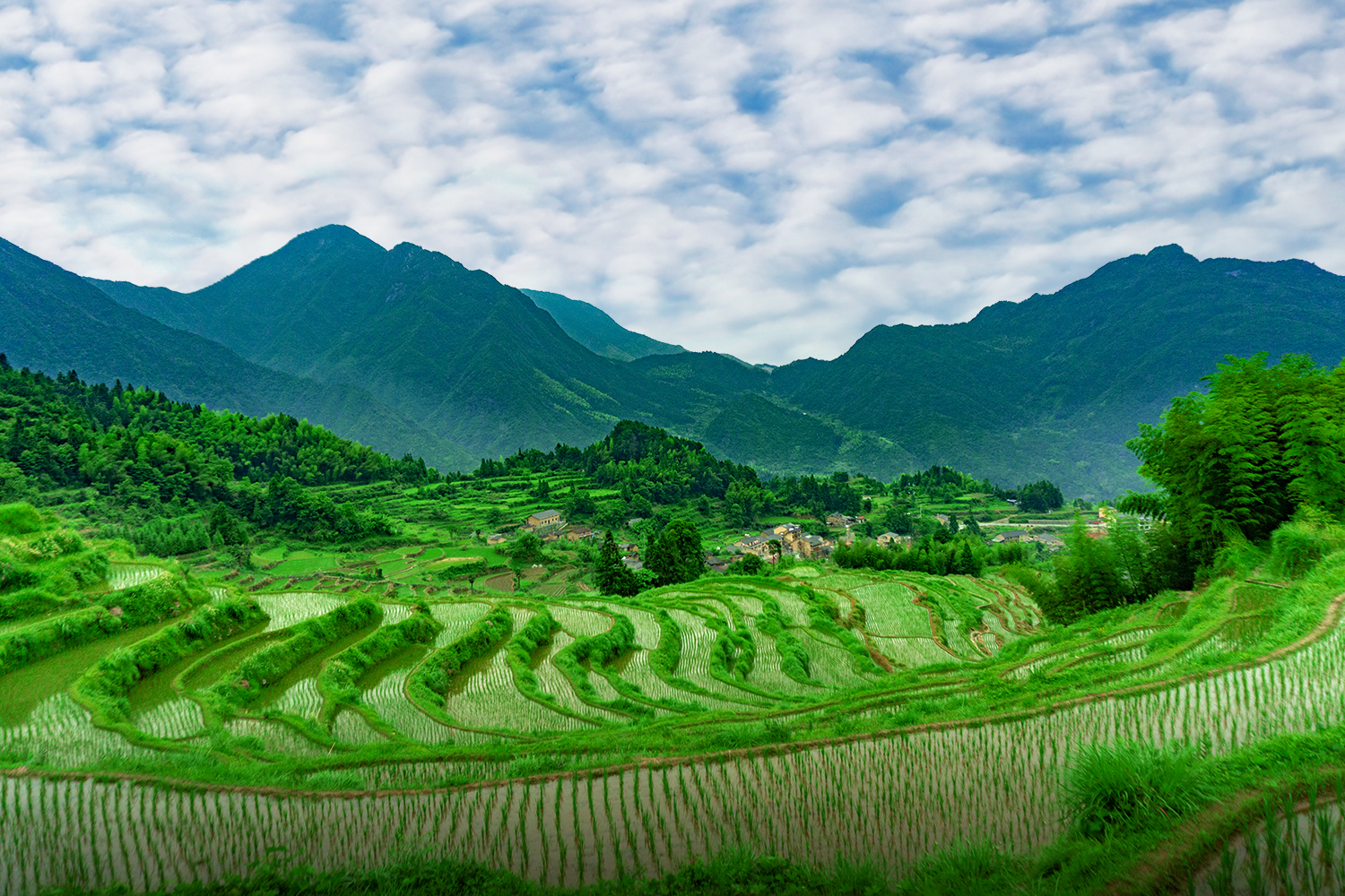 梯田的夏季从绿色中来.由嫩绿而碧绿再墨绿.