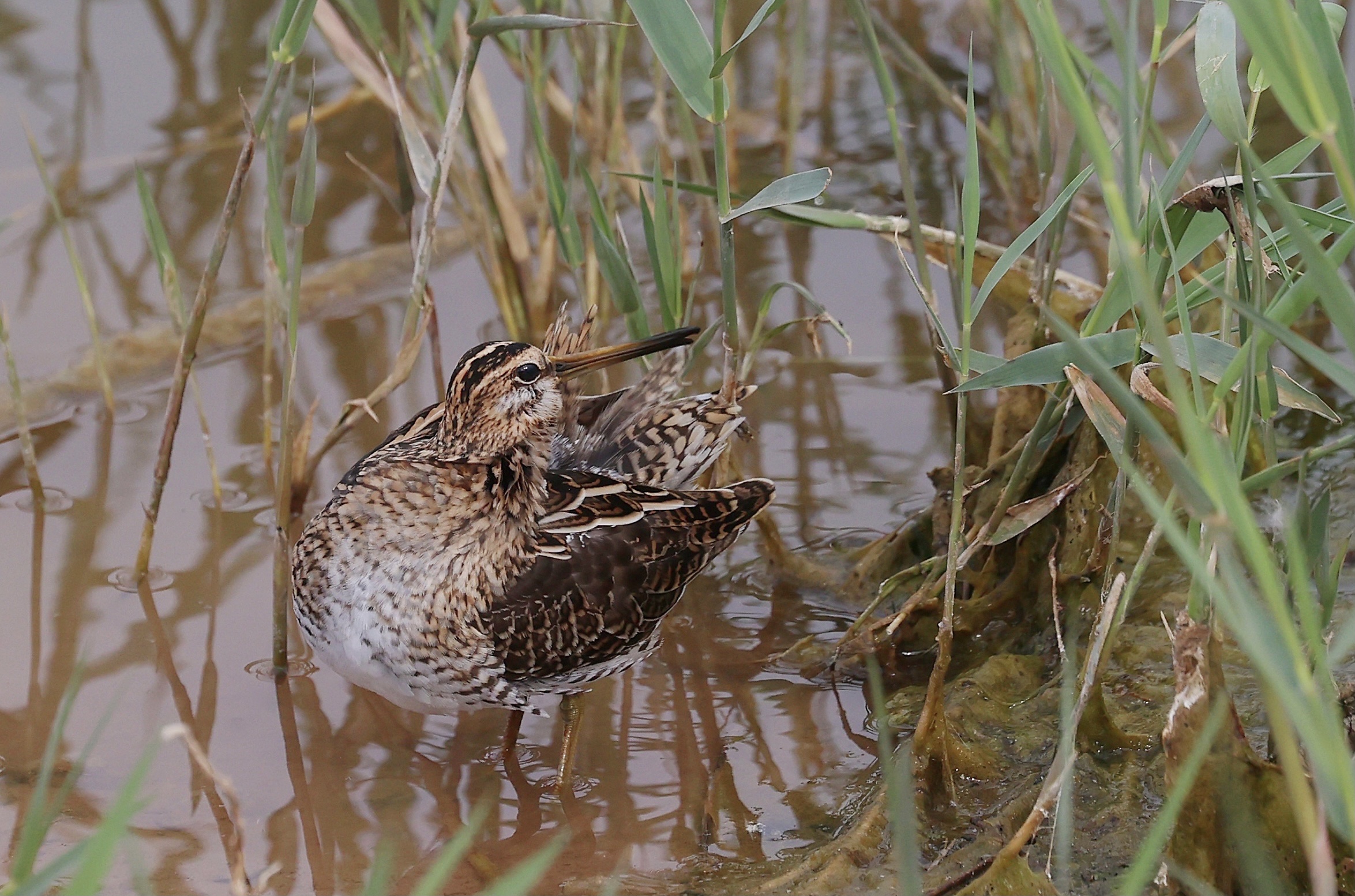 common snipe,学名:gallinago gallinago),是鸻形目丘鹬科沙锥属的