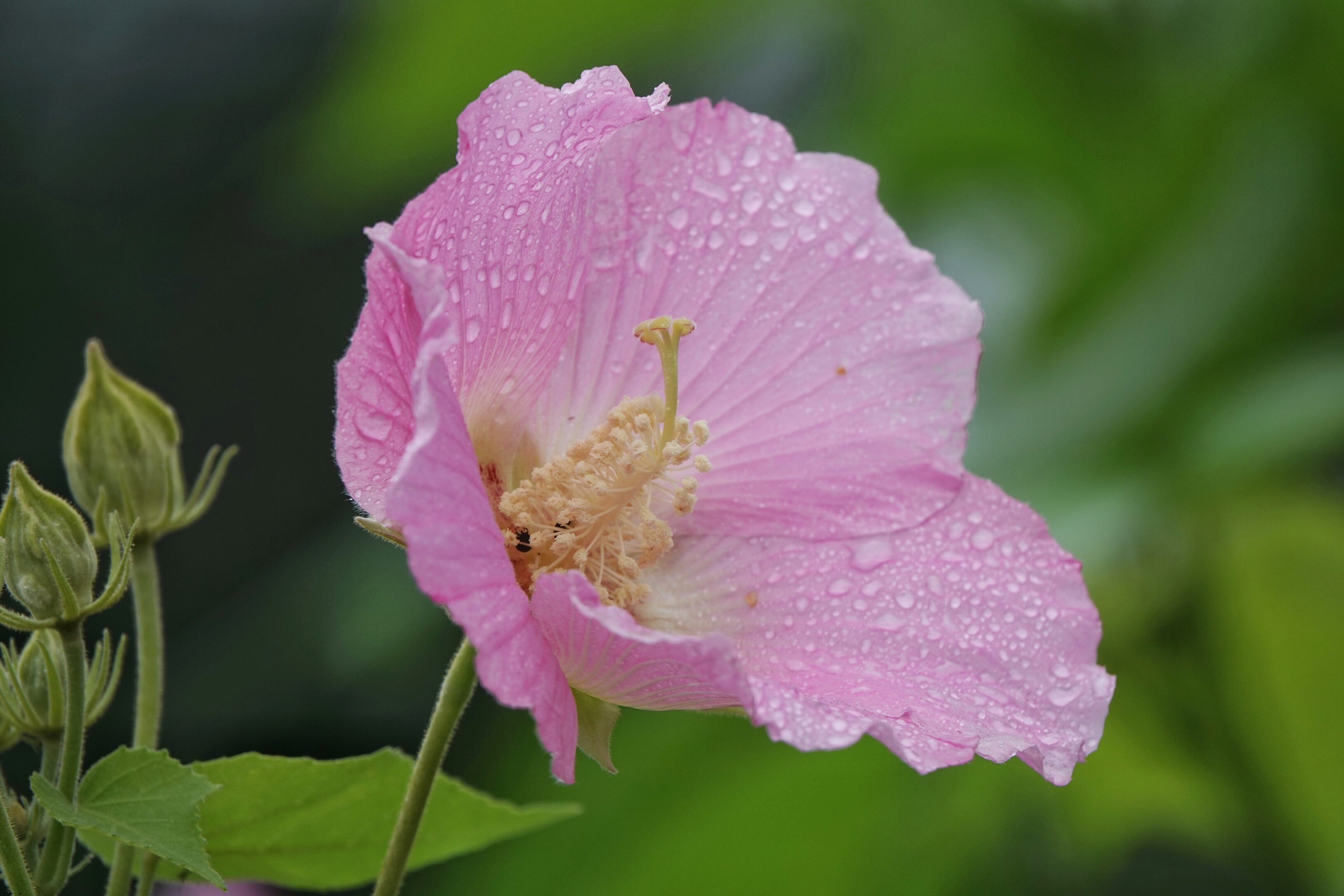 雨中,与芙蓉花倾情相遇