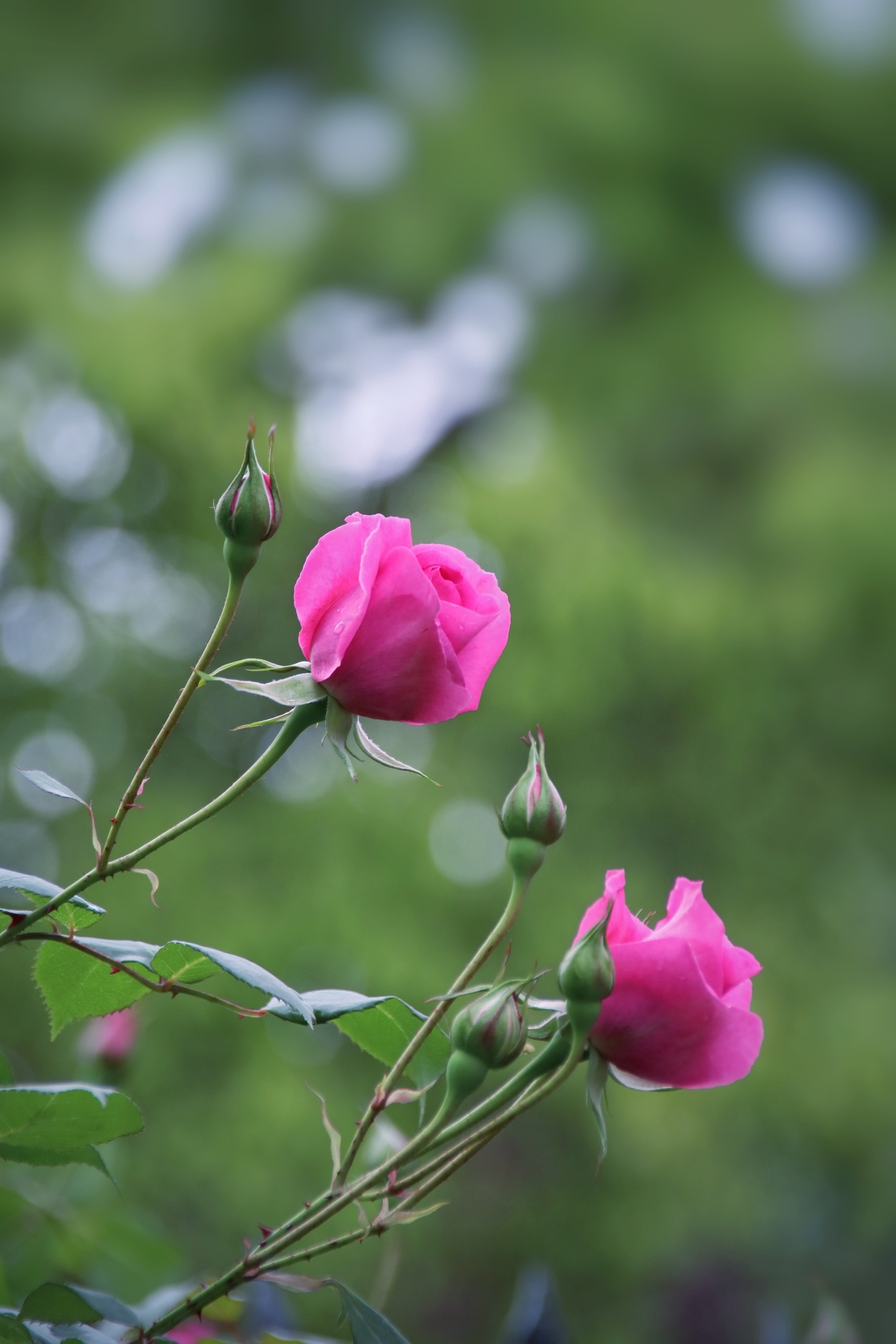 月季花开