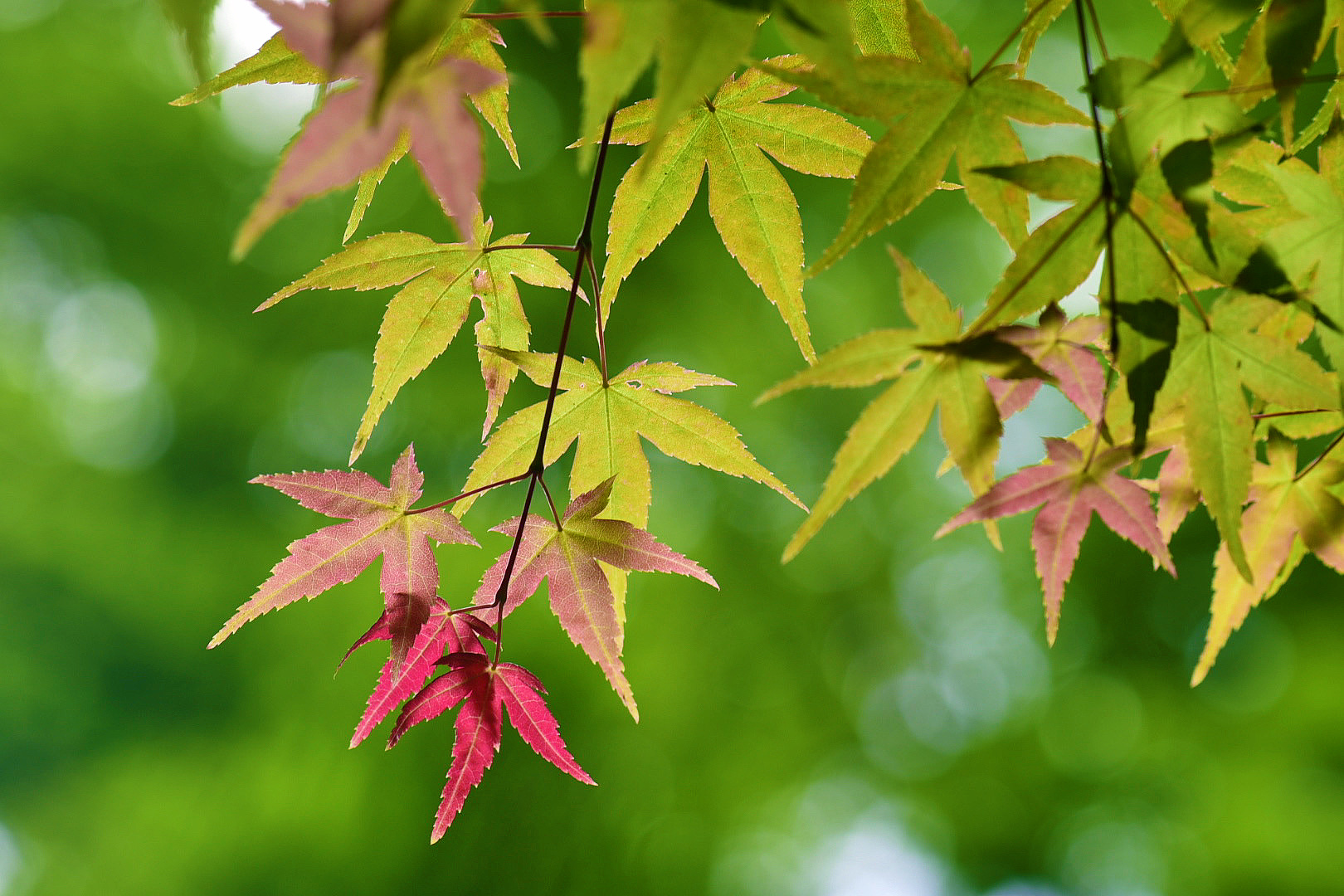 秋天红叶是鸡爪槭的叶子变红,它在春夏两季一般是绿色的,只有到了秋季