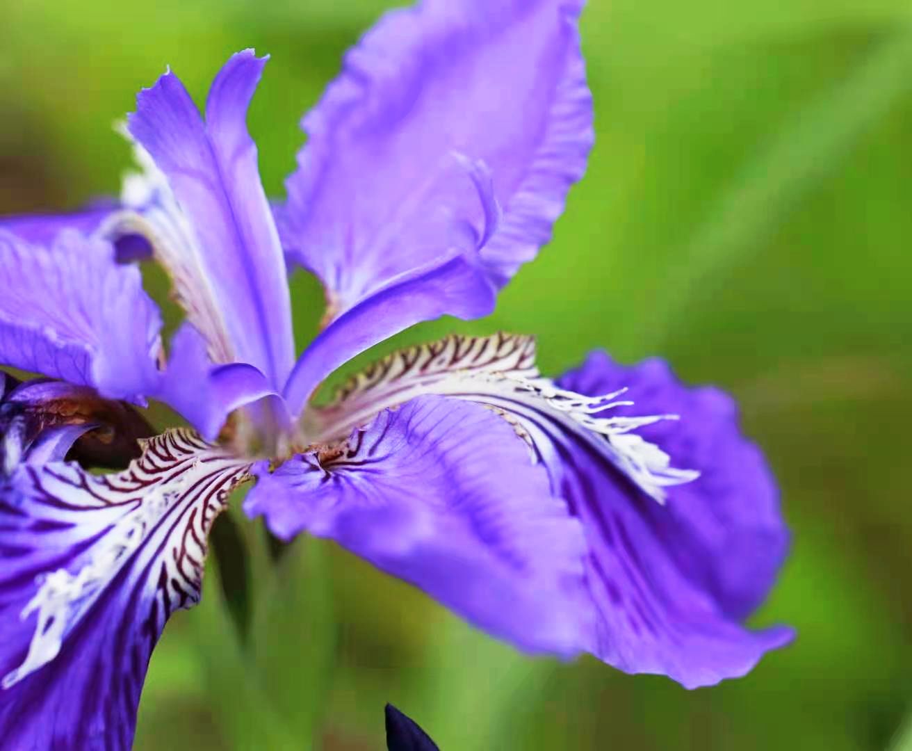 鸢尾花