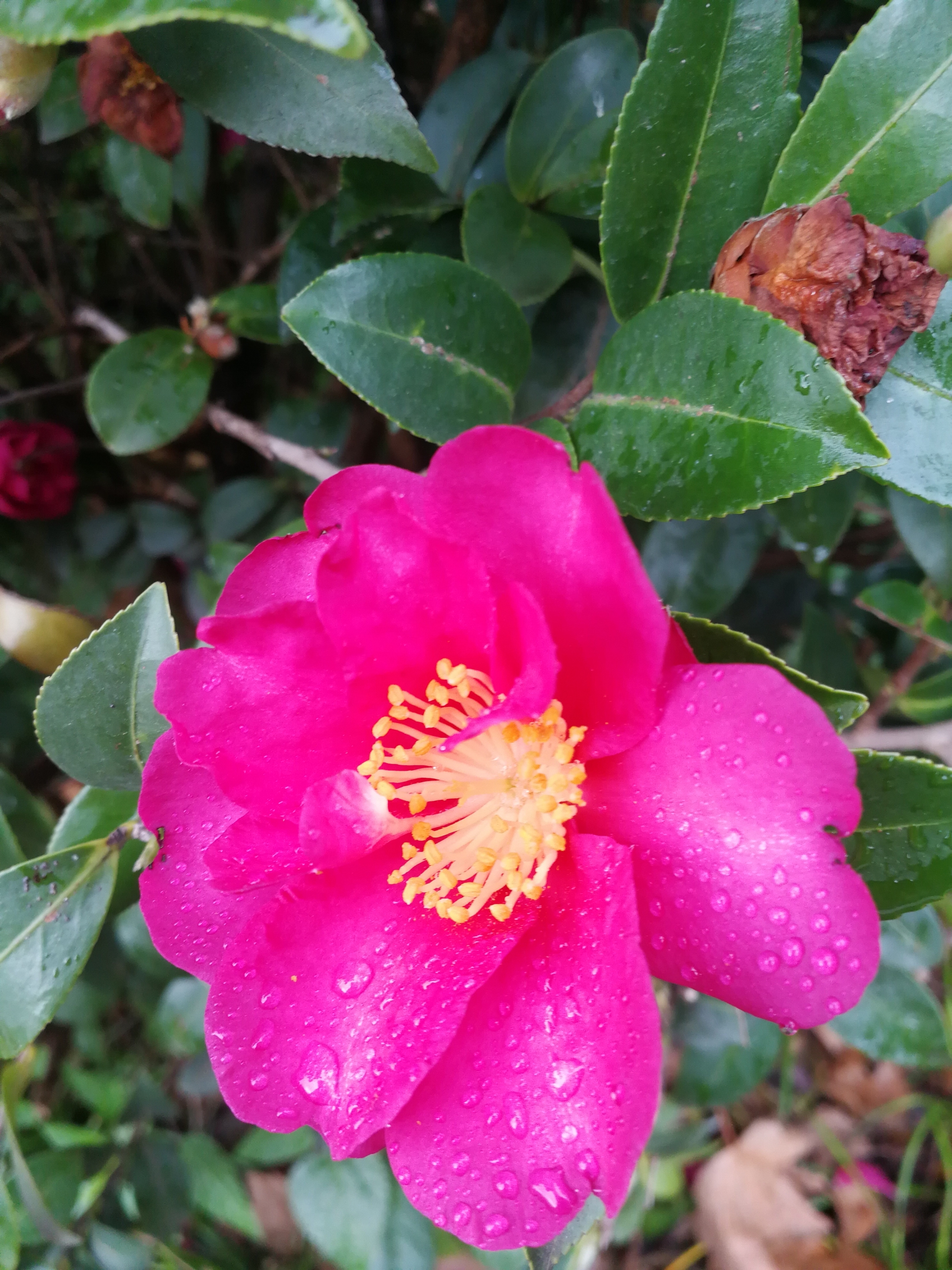 雨后茶花千滴泪