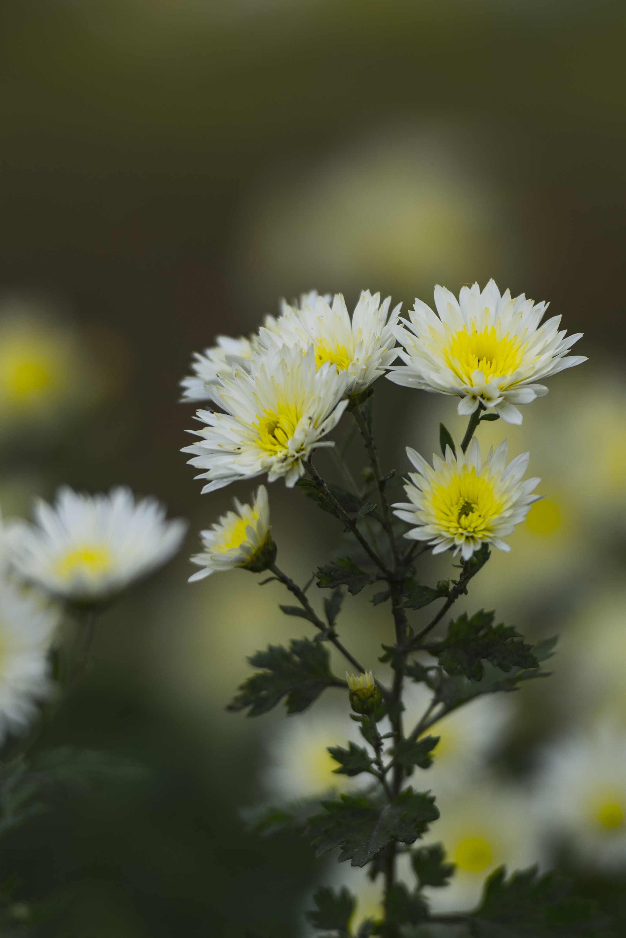 雏菊