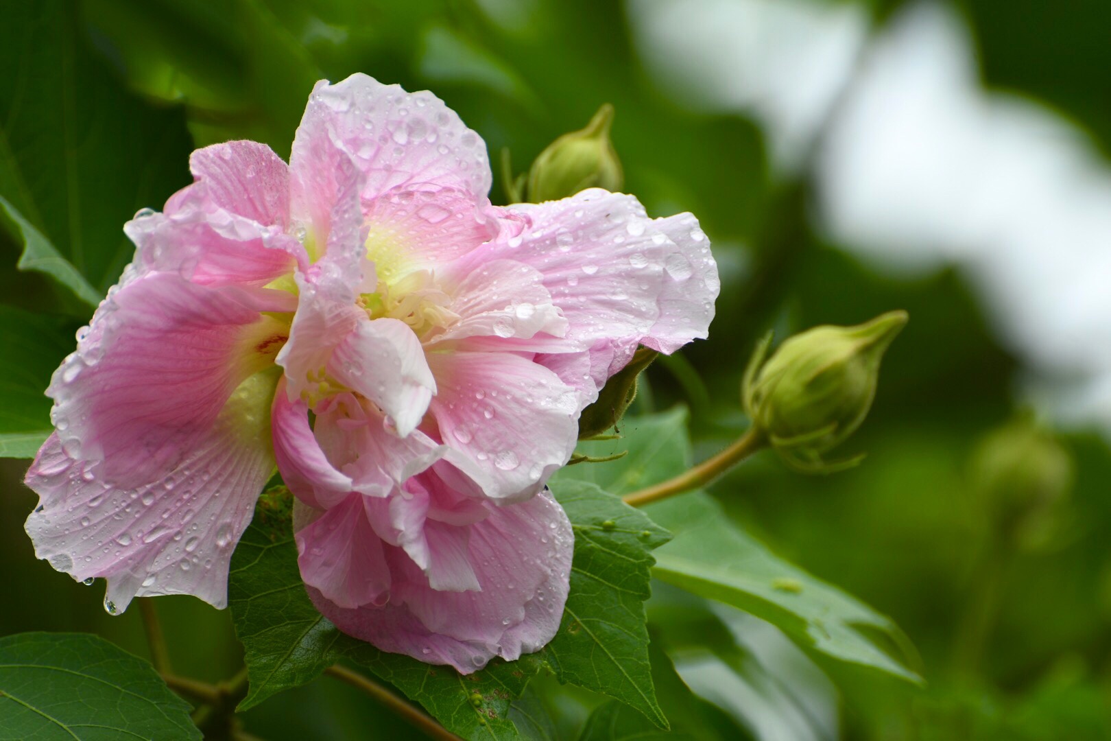 芙蓉的花语为美艳,早熟,脱俗持久,贞操,高洁之士,美人,漂亮,纯洁