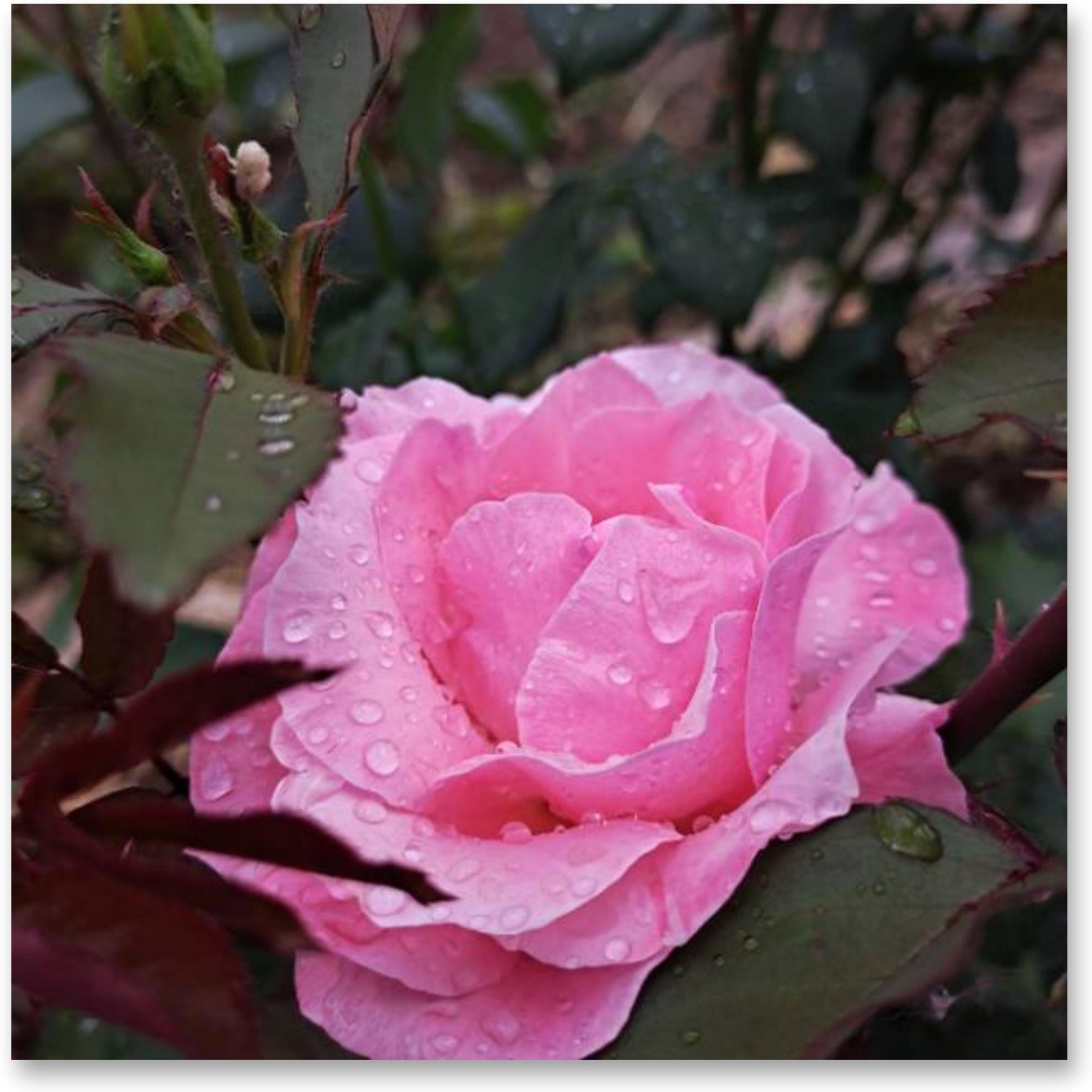 【首发】雨中的月季花