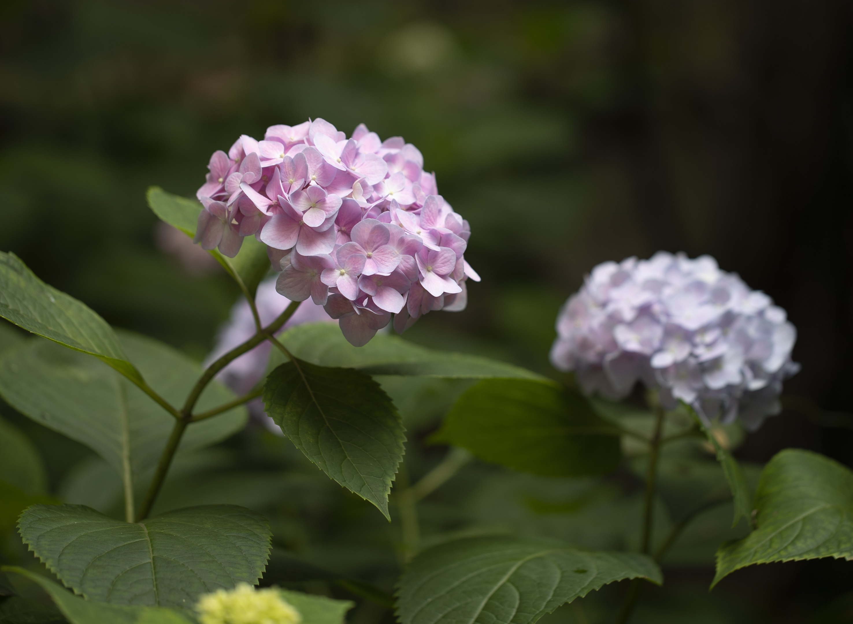 绣球花