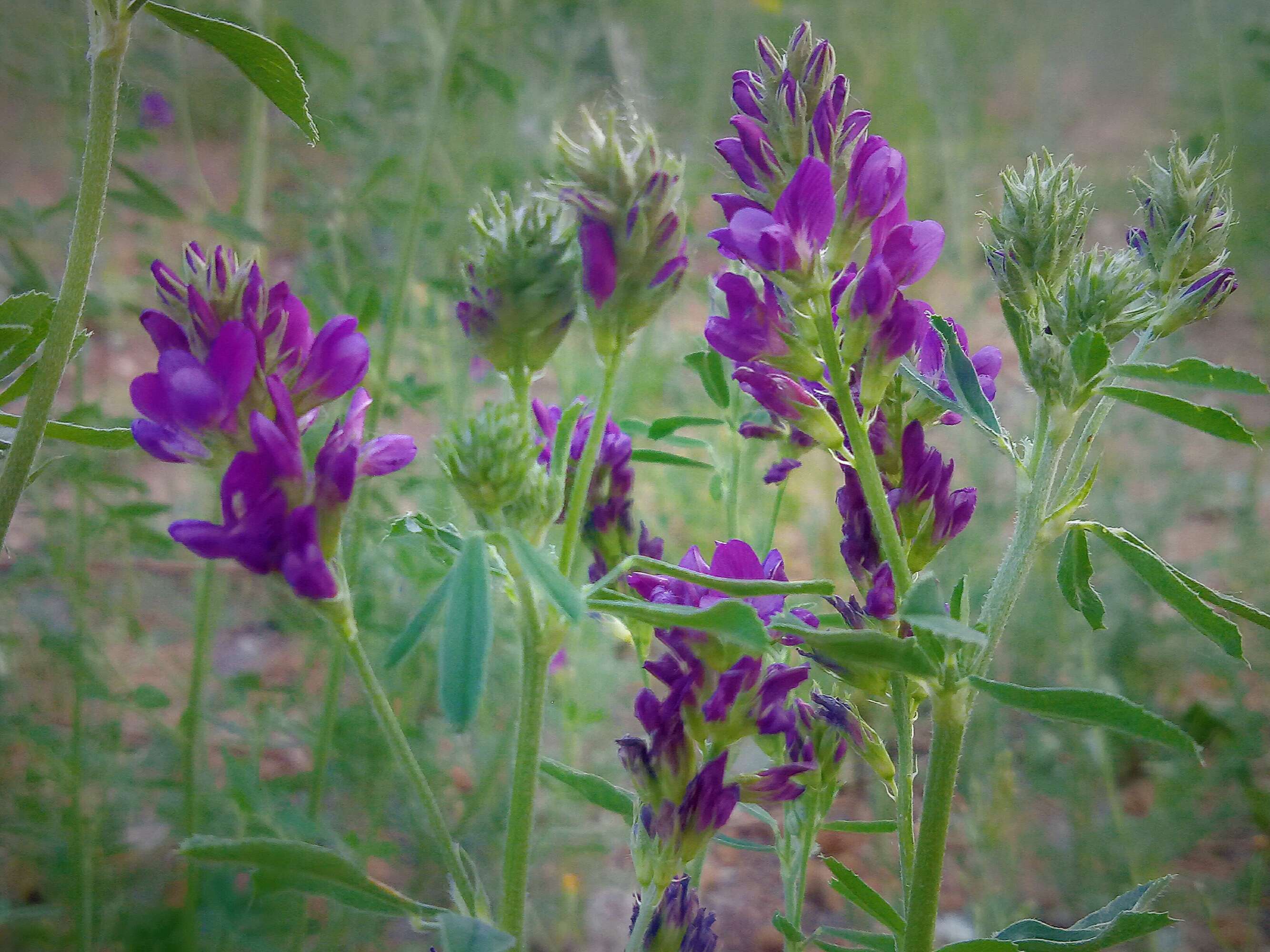 还是恋爱 本草纲目:苜蓿 学名:medicago sativa linn.