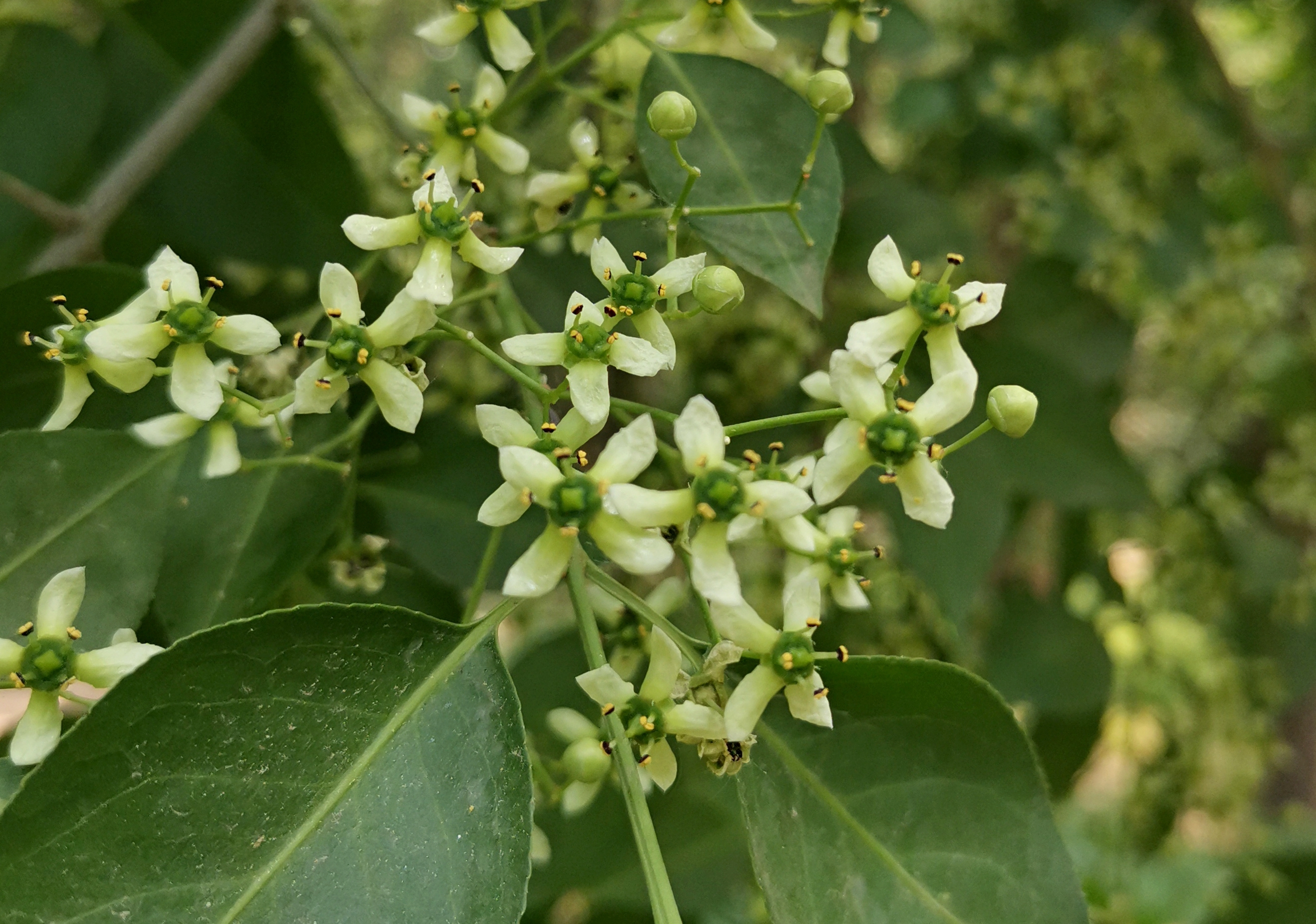 白杜花首发