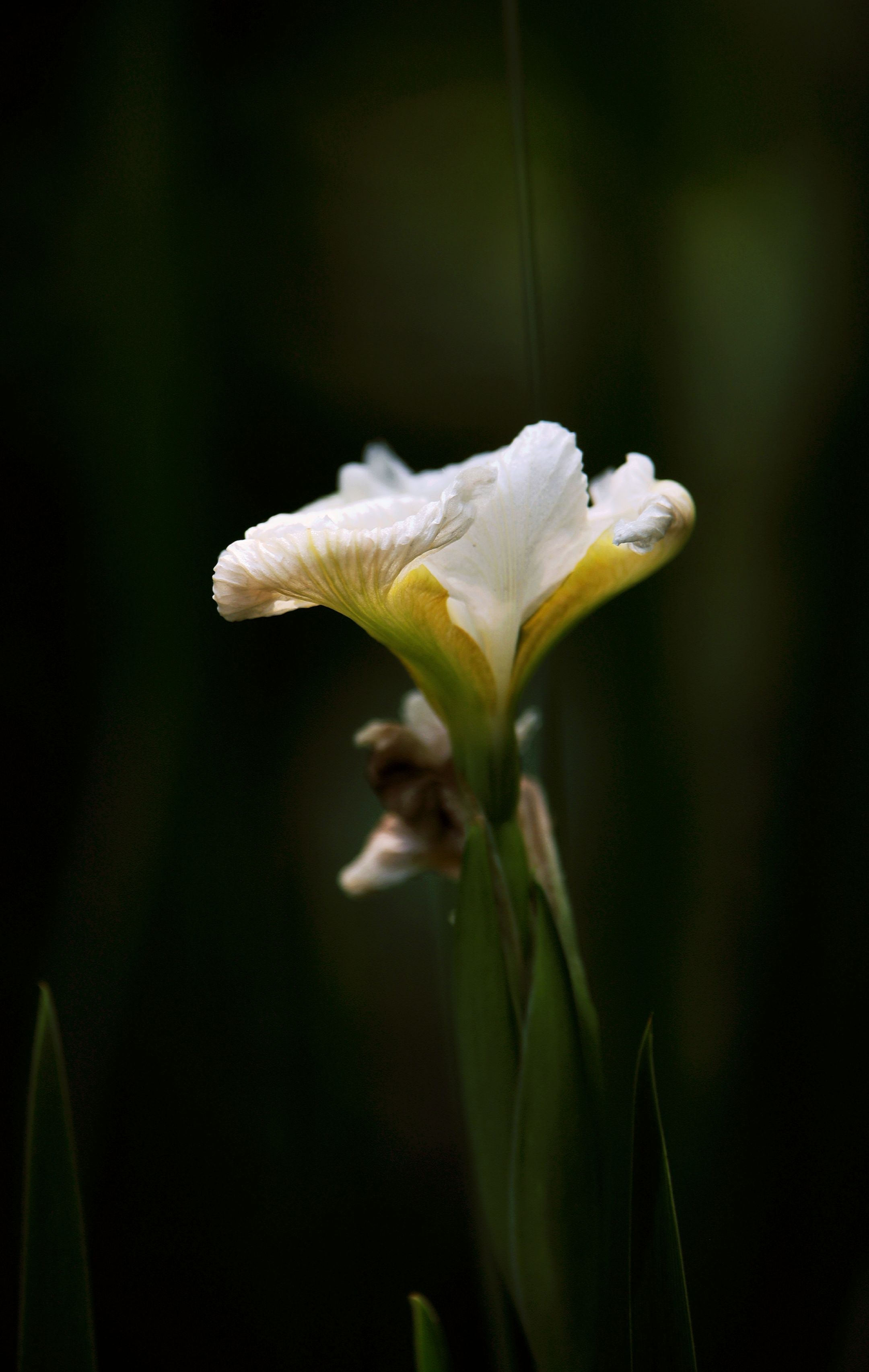 【首发】白色花菖蒲