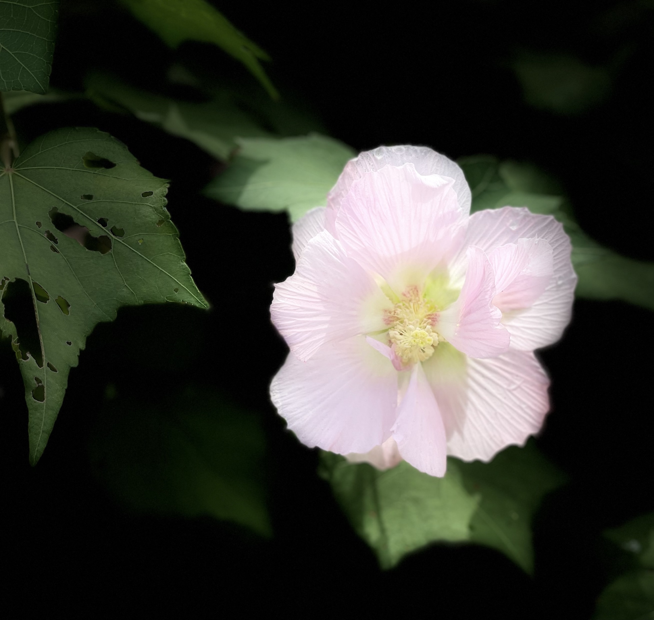 【原创首发】芙蓉花