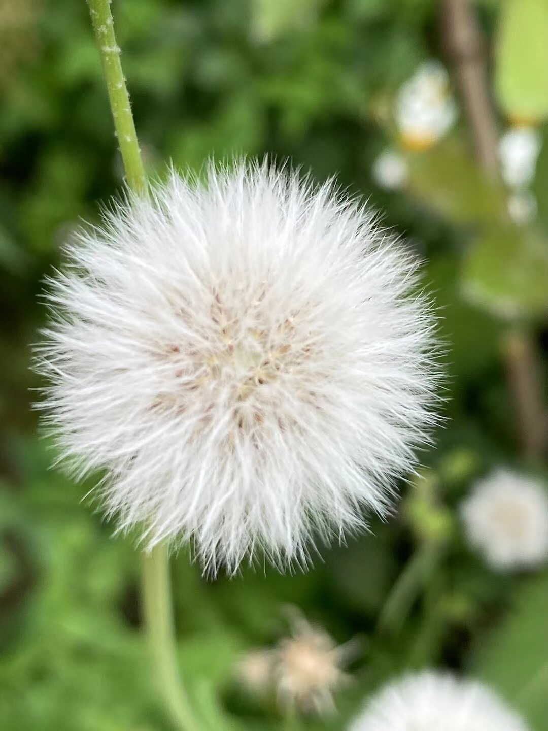 听说还是中药,蒲公英头状花序, 种子上有白色冠毛结成的绒球, 花开后