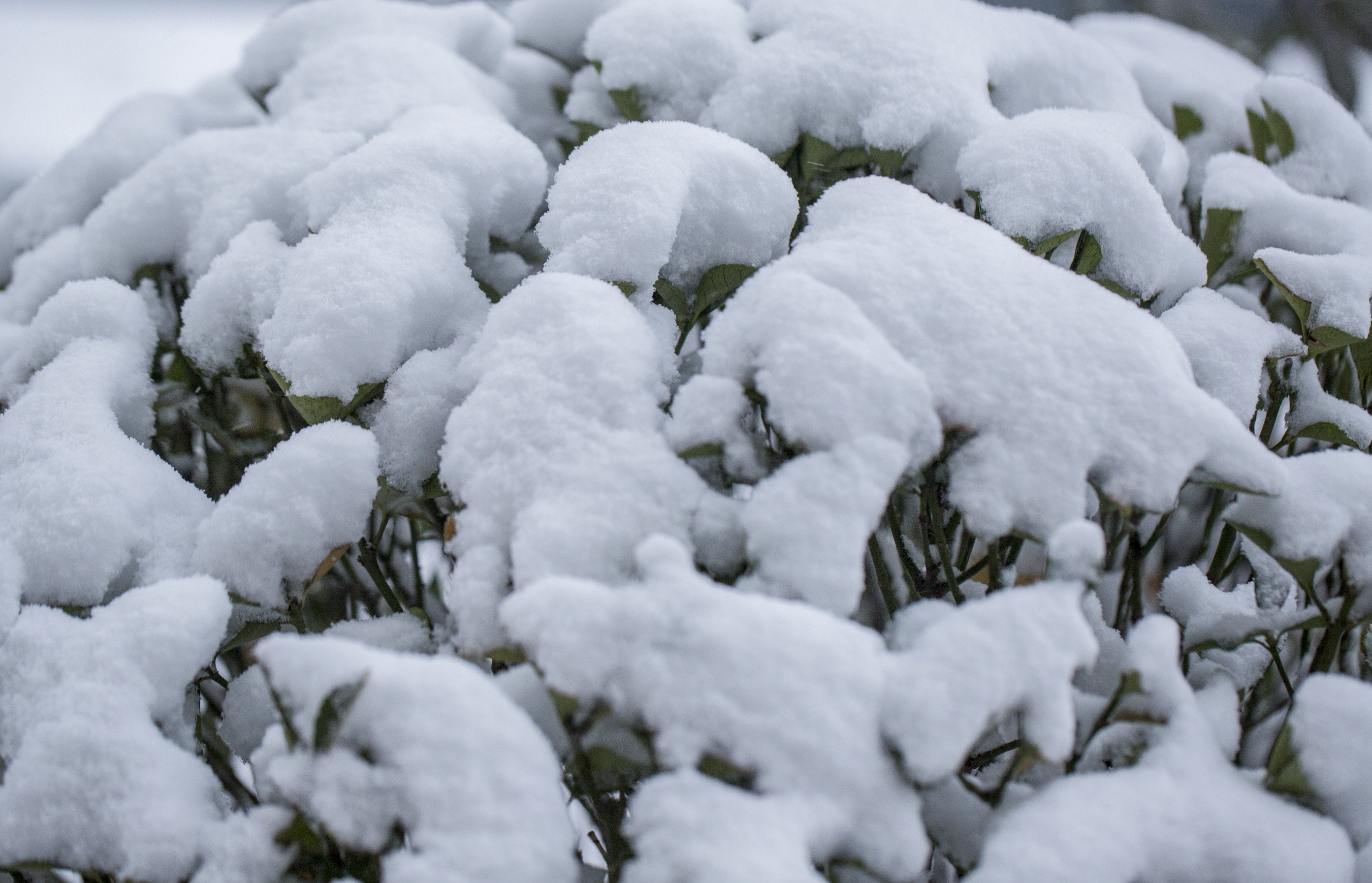 (首发)瑞雪兆丰年