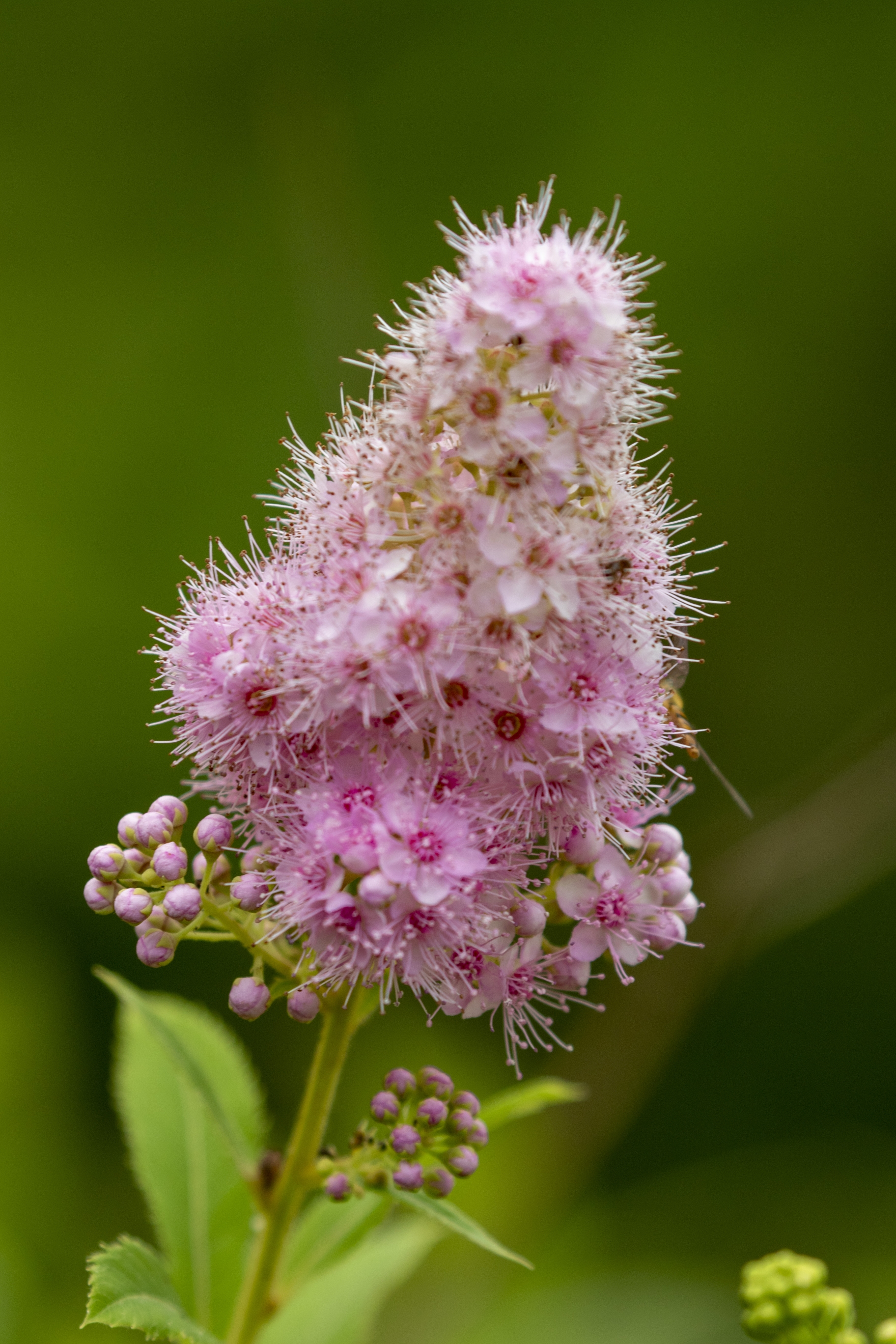 【首发】粉花绣线菊