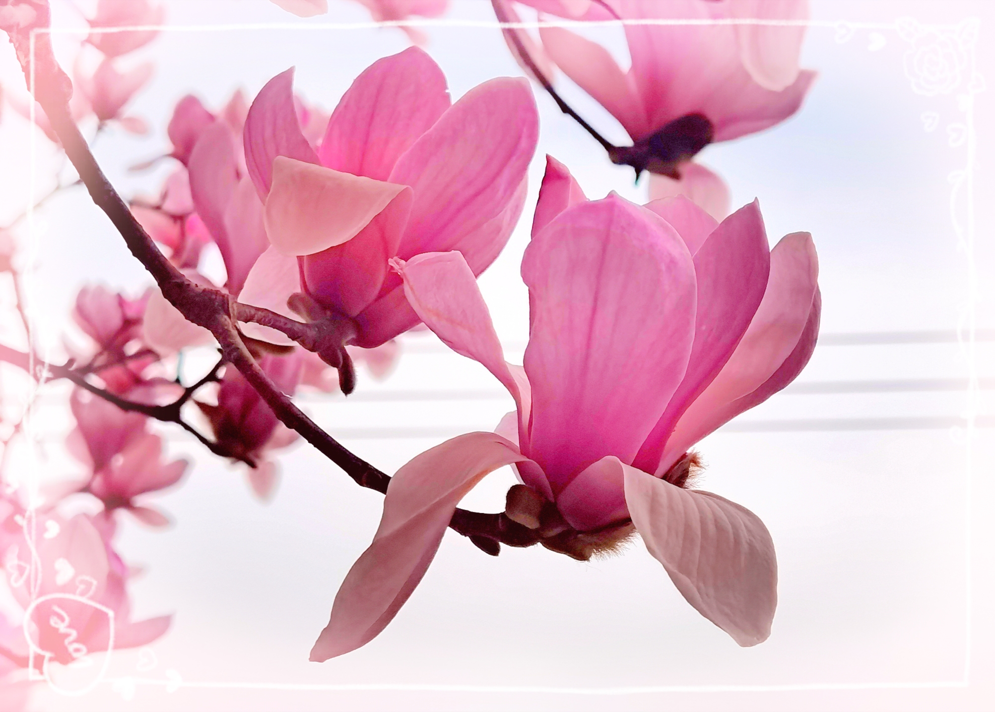 《粉红色的玉兰花》手机版