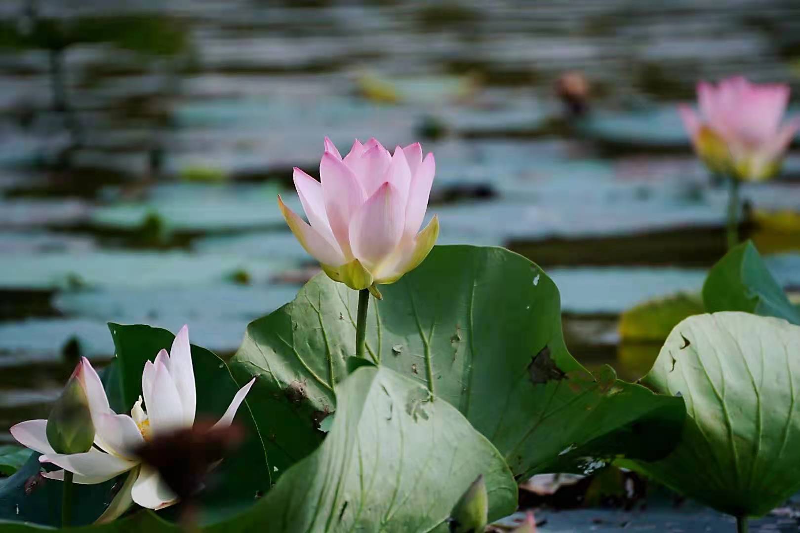 菩萨座下莲花开