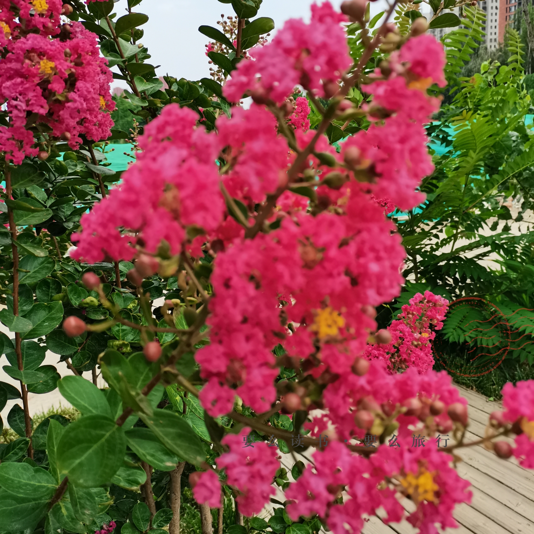 格外奇特的紫薇花(首发)