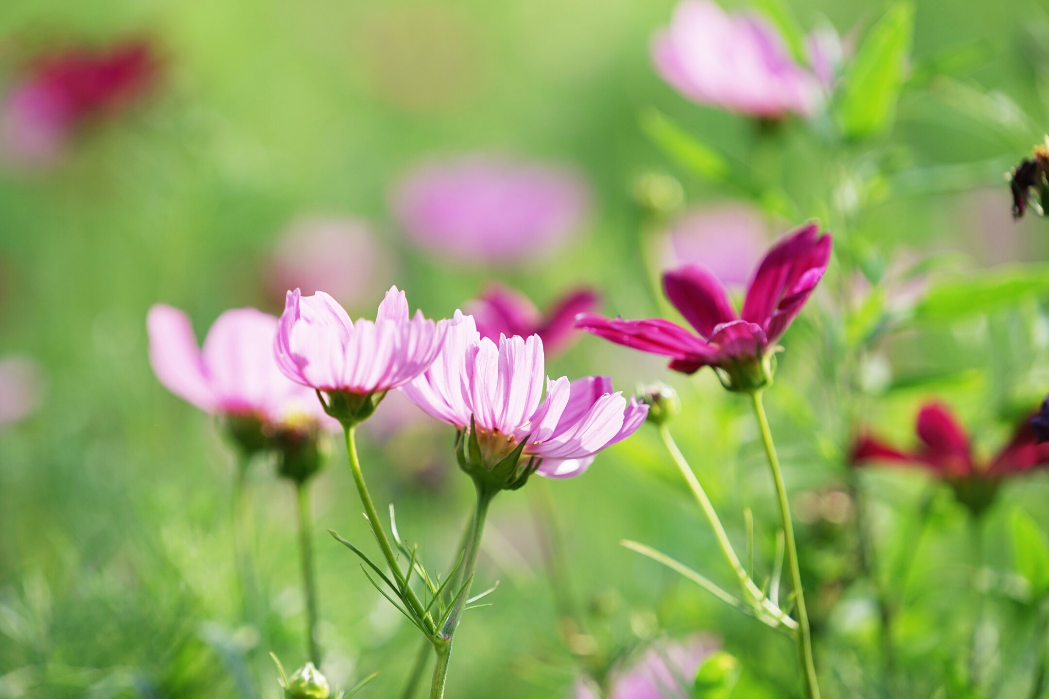 格桑花