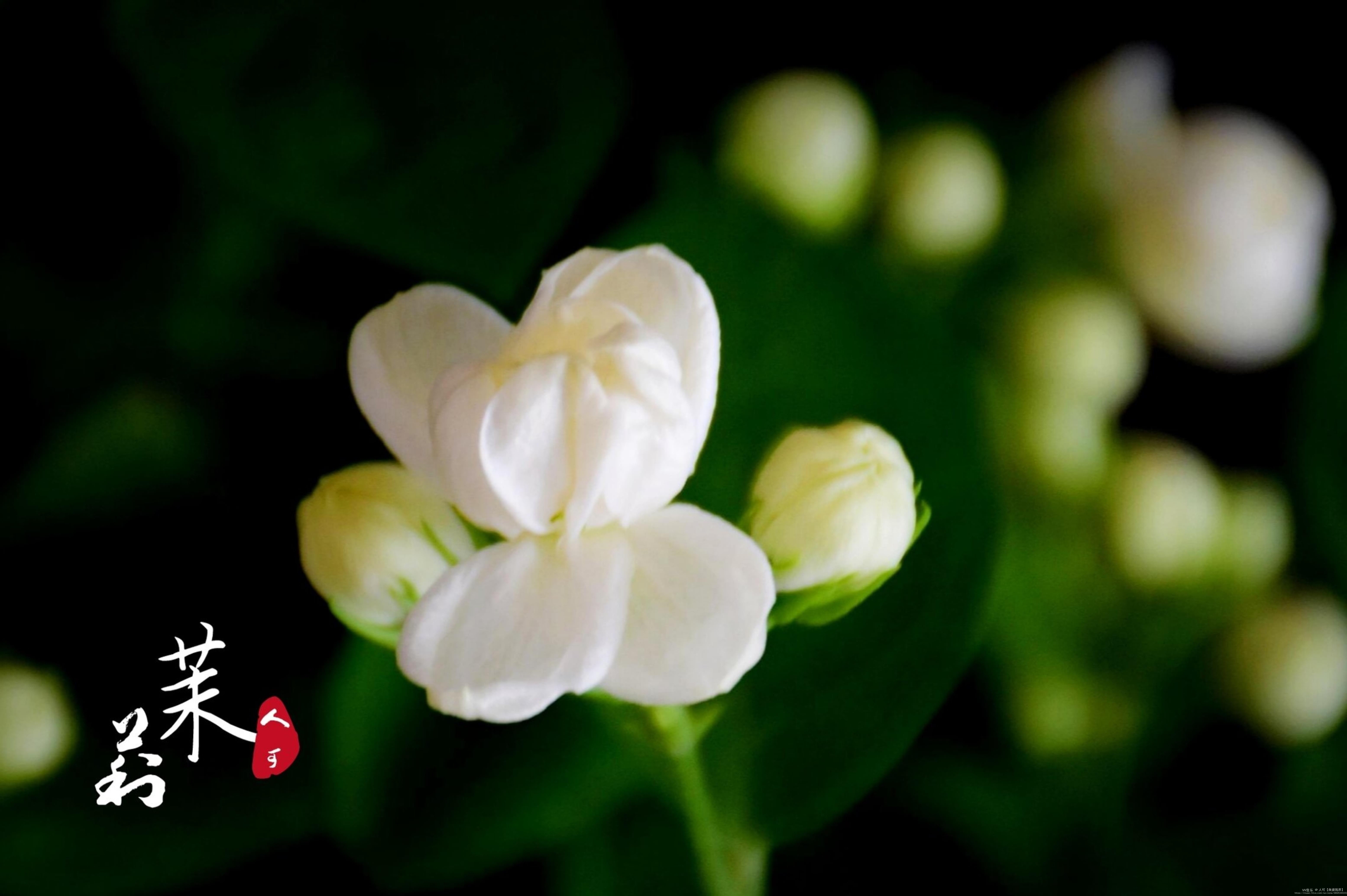 茉莉花开