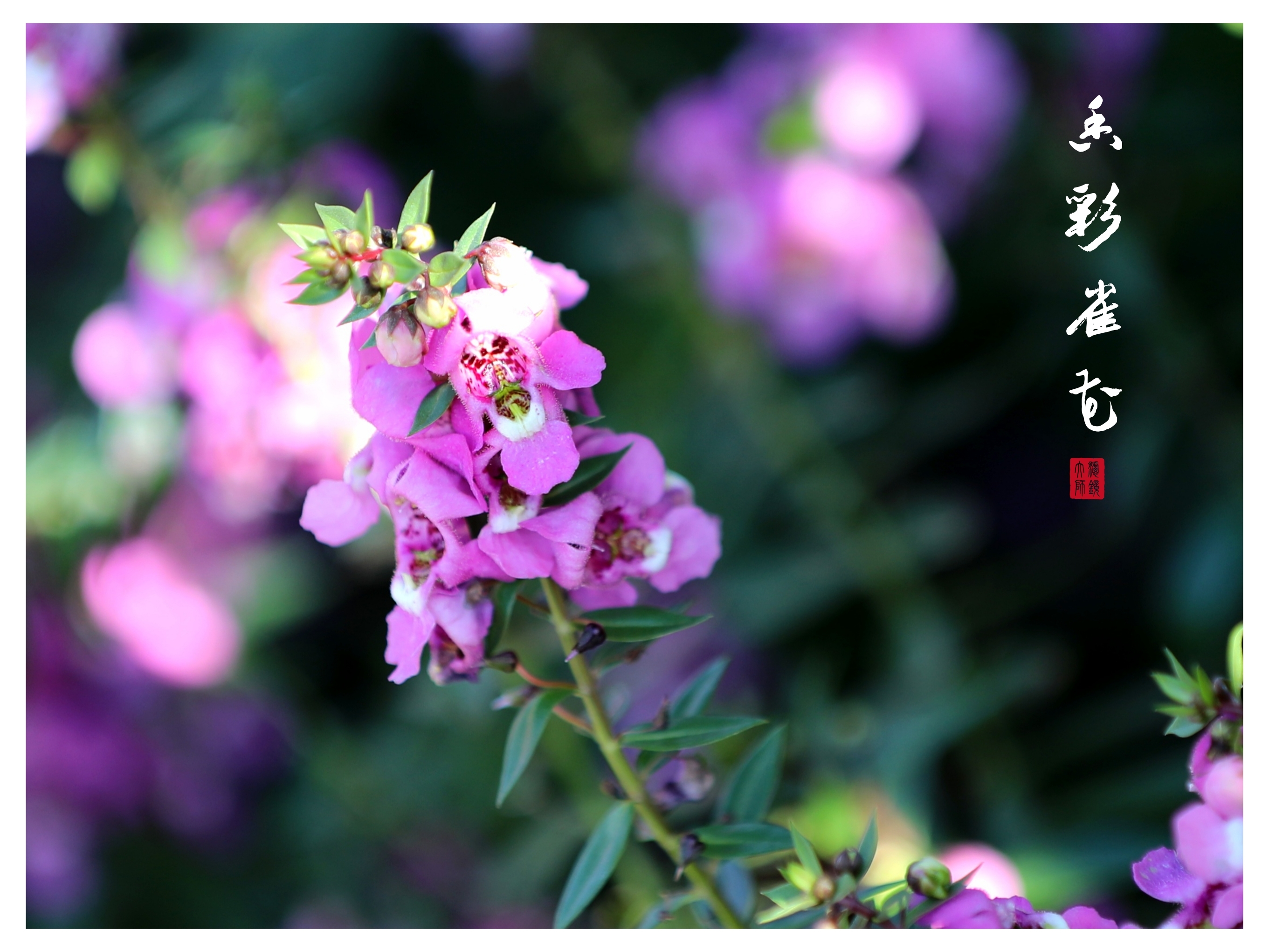 香彩雀