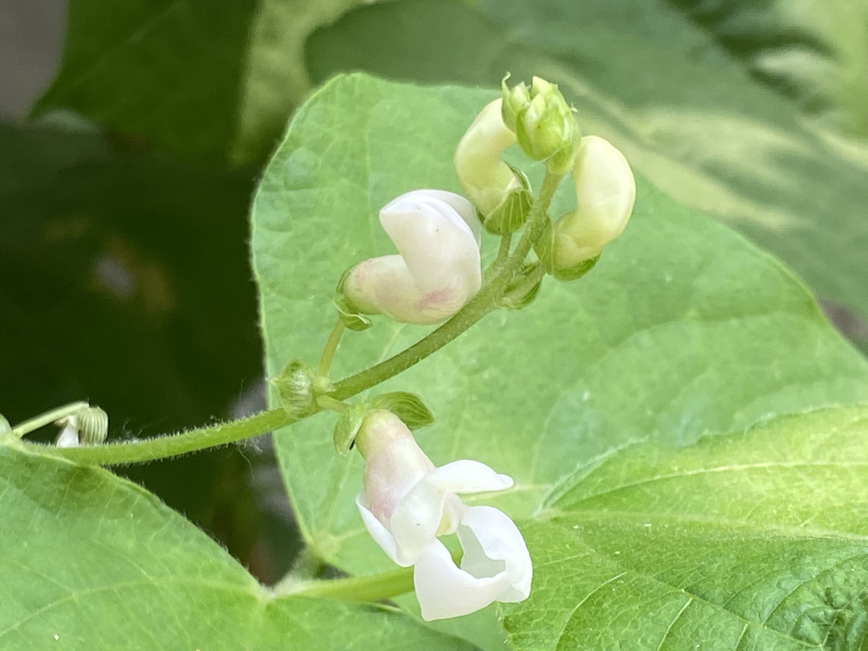 含苞欲放的芸豆花