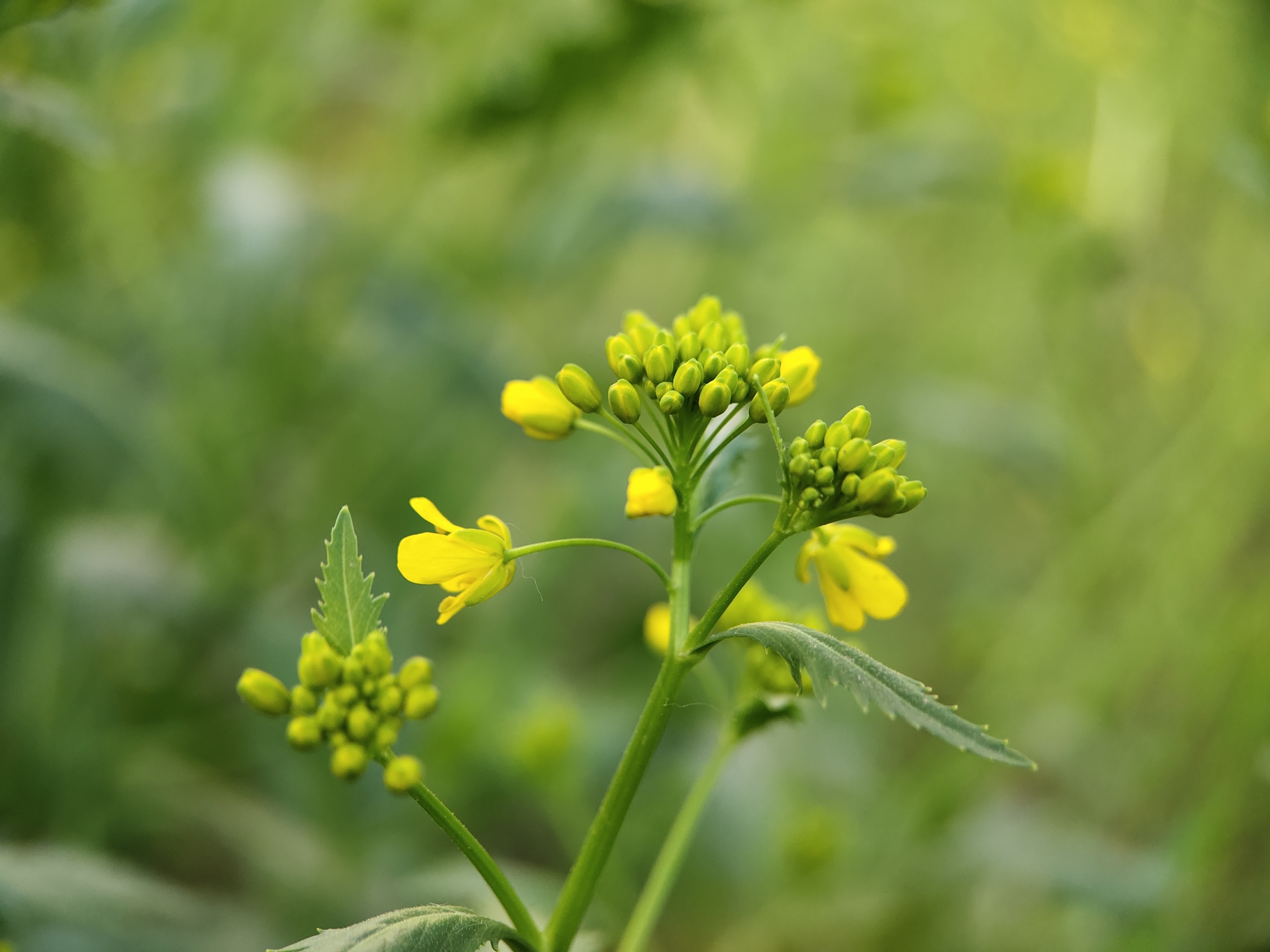 (首发)芥菜花